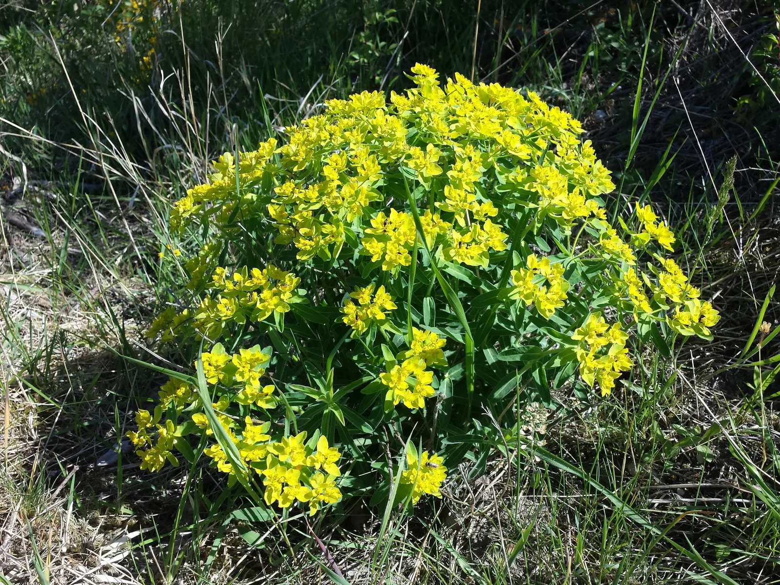 Cushion Spurge (Euphorbia Polychroma) — is an eye-catching perennial that can provide a lively burst of color to any garden design; plant Cushion, image 124