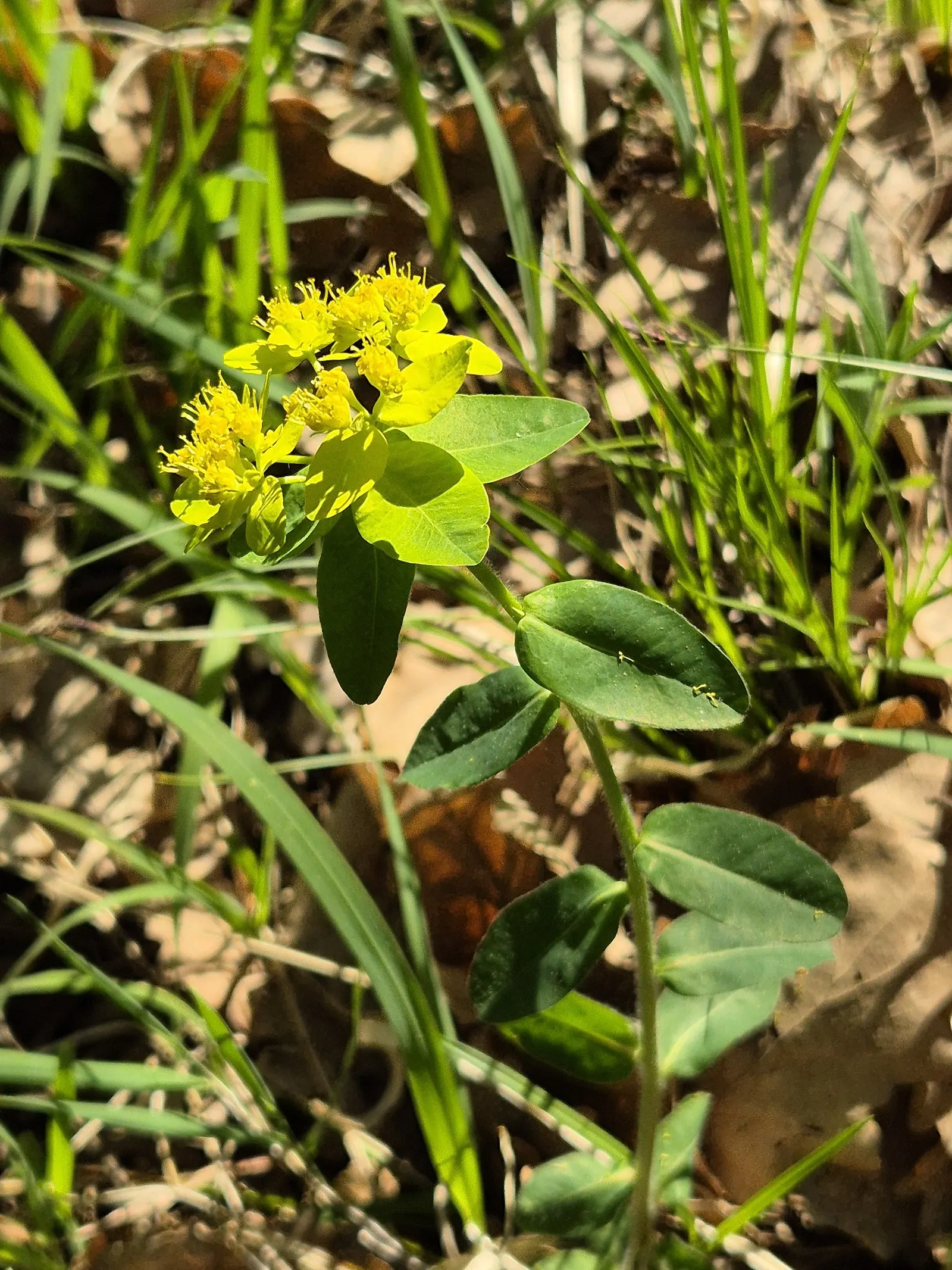 Cushion Spurge (Euphorbia Polychroma) — the leaves can take on reddish or purple tints; scientifically known as Euphorbia polychroma, image 76