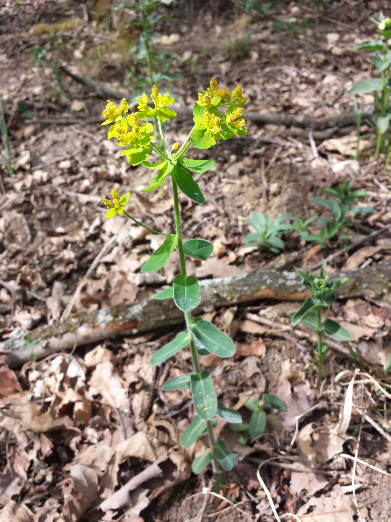 Cushion Spurge (Euphorbia Polychroma) — is an eye-catching perennial that can provide a lively burst of color to any garden design; plant Cushion, image 66