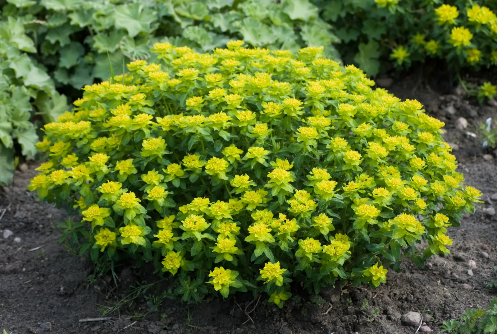 Cushion Spurge (Euphorbia Polychroma) — For an unbroken sweep of brilliant color; which come to life in the spring, image 110