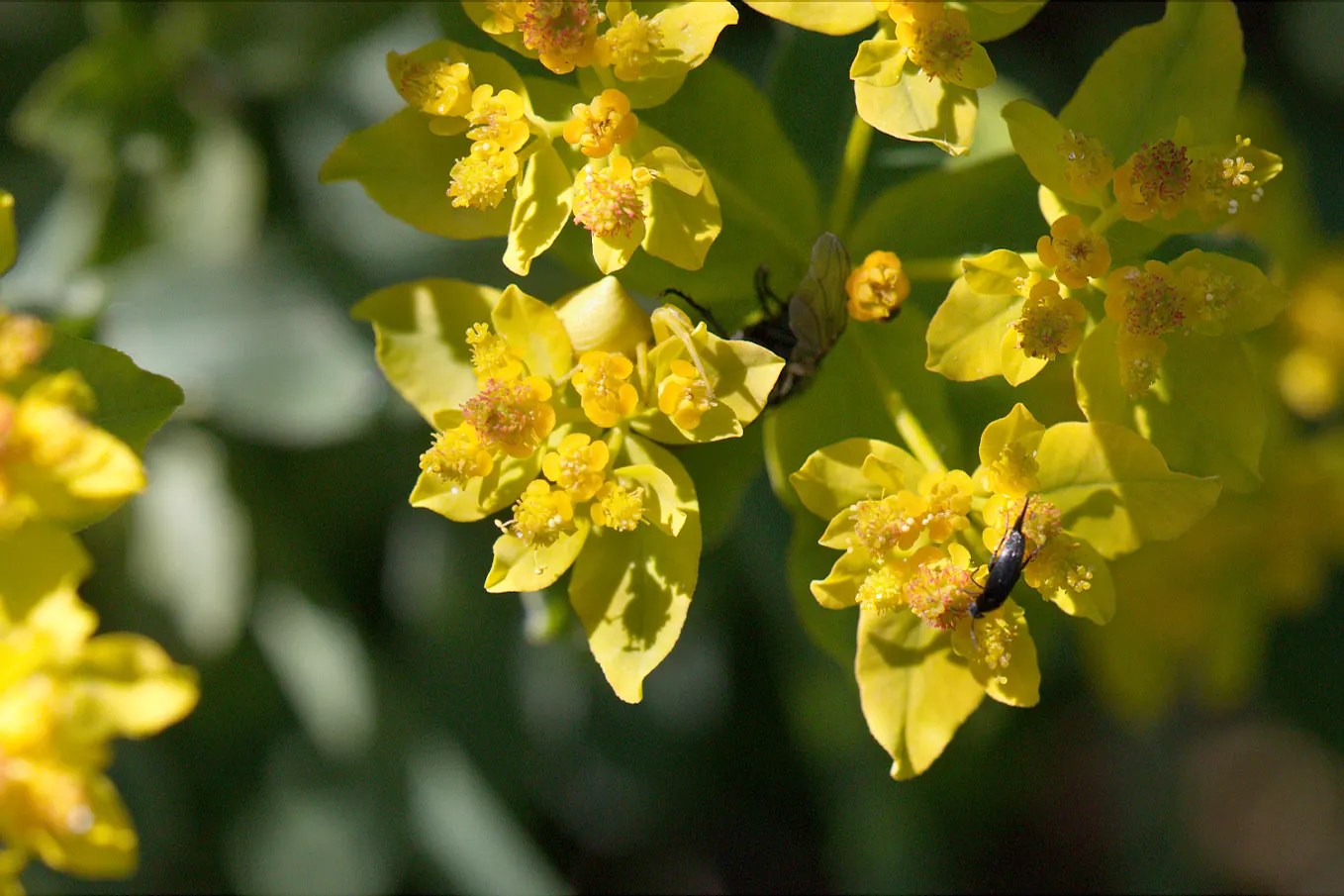 Cushion Spurge (Euphorbia Polychroma) — Ideal for borders or rock gardens, its foliage turns red in fall, providing year-round interest; allowing, image 62