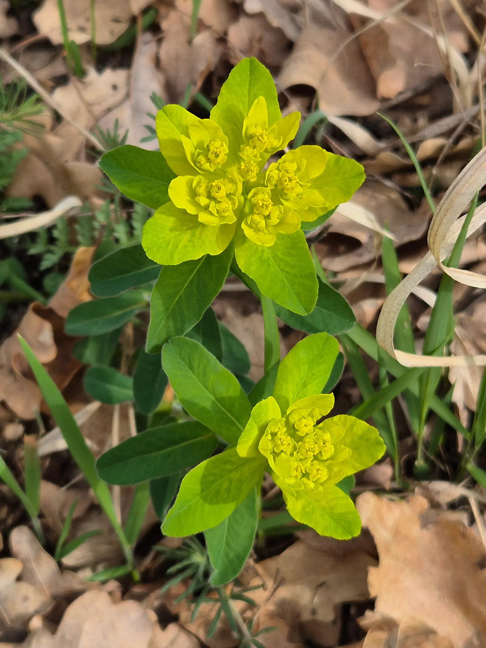 Cushion Spurge (Euphorbia Polychroma) — This resilient plant is known for its appealing; chartreuse-yellow bracts in spring, image 96