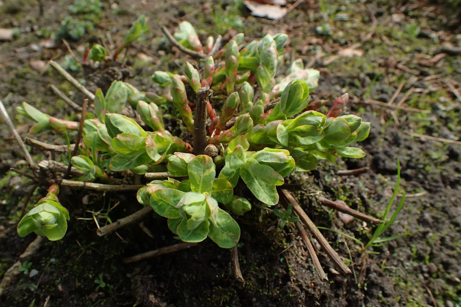 Cushion Spurge (Euphorbia Polychroma) — usually around April or May; is an eye-catching perennial that can provide a lively burst of color to any garden design