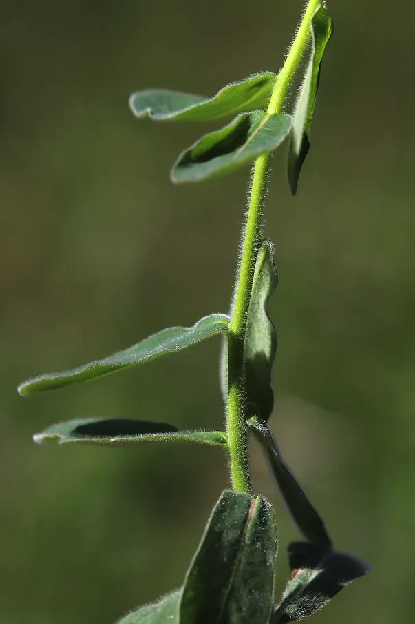 Cushion Spurge (Euphorbia Polychroma) — the leaves can take on reddish or purple tints; scientifically known as Euphorbia polychroma