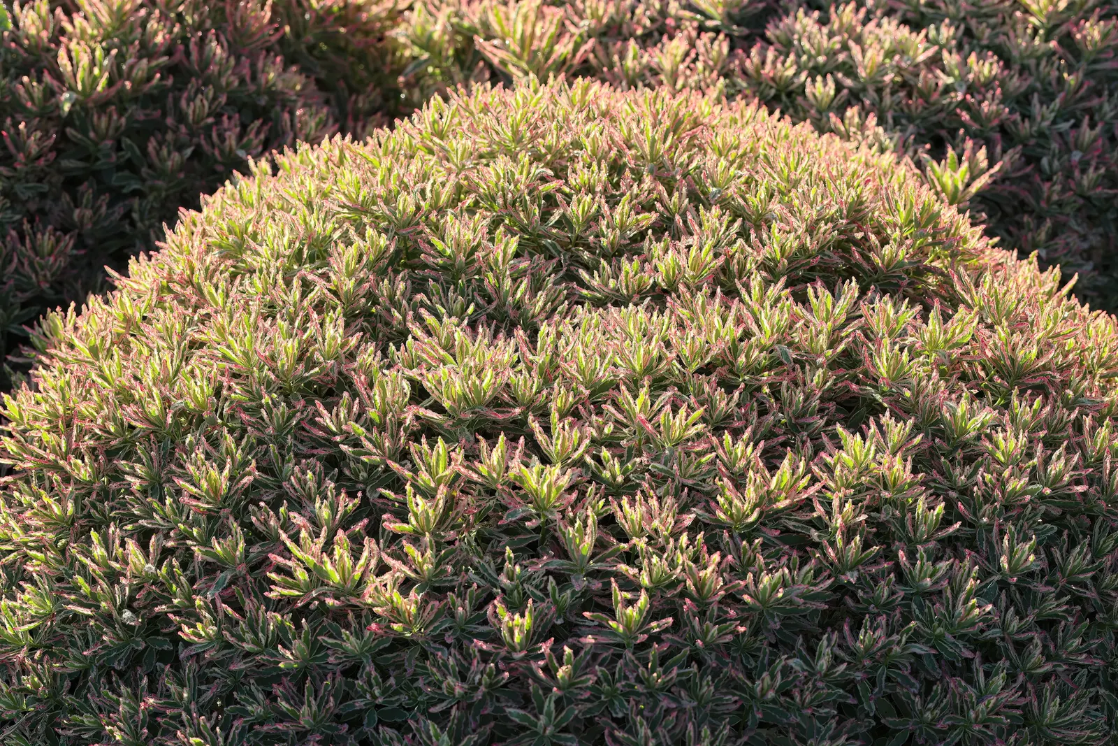 Cushion Spurge (Euphorbia Polychroma) — can retain their brightness for several weeks; as the milky sap it exudes when cut or broken can be an irritant to the