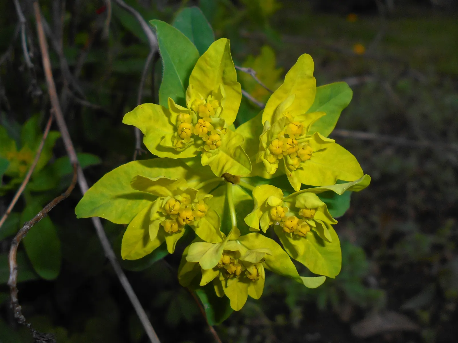 Cushion Spurge (Euphorbia Polychroma) — Caution: sap may irritate skin; thriving in full sun to part shade, it spans 12-18 inches high with an, image 63