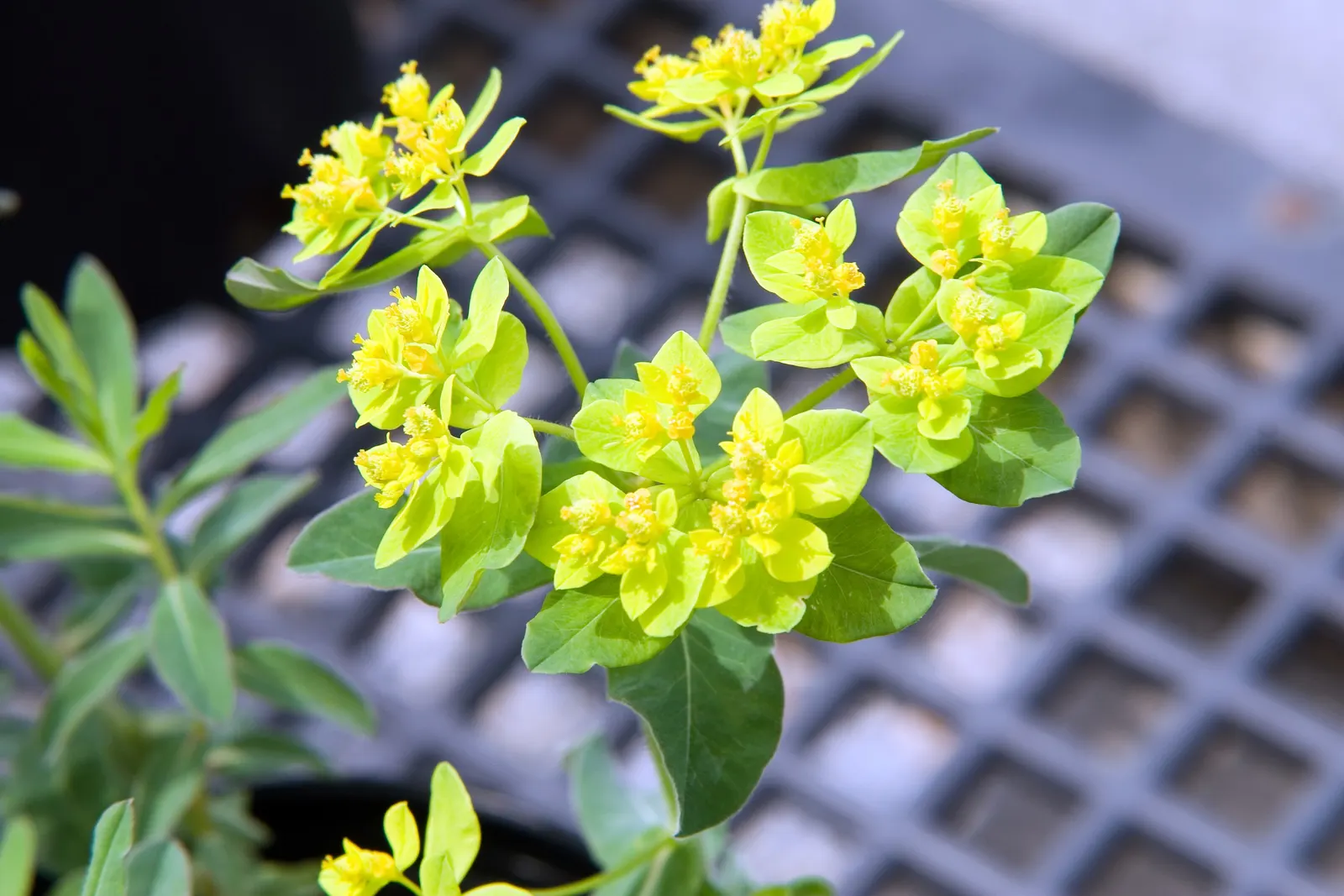 Cushion Spurge (Euphorbia Polychroma) — bract-surrounded yellow flowers; for an unbroken sweep of brilliant color