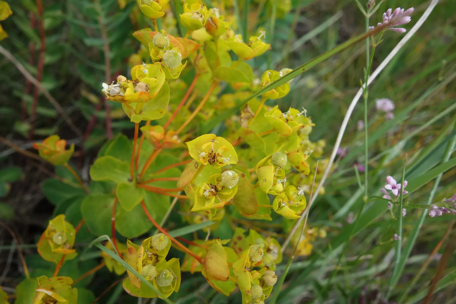 Cushion Spurge (Euphorbia Polychroma) — USDA zones 4-8, with excellent drought tolerance once established; creating a cushion appearance, image 122