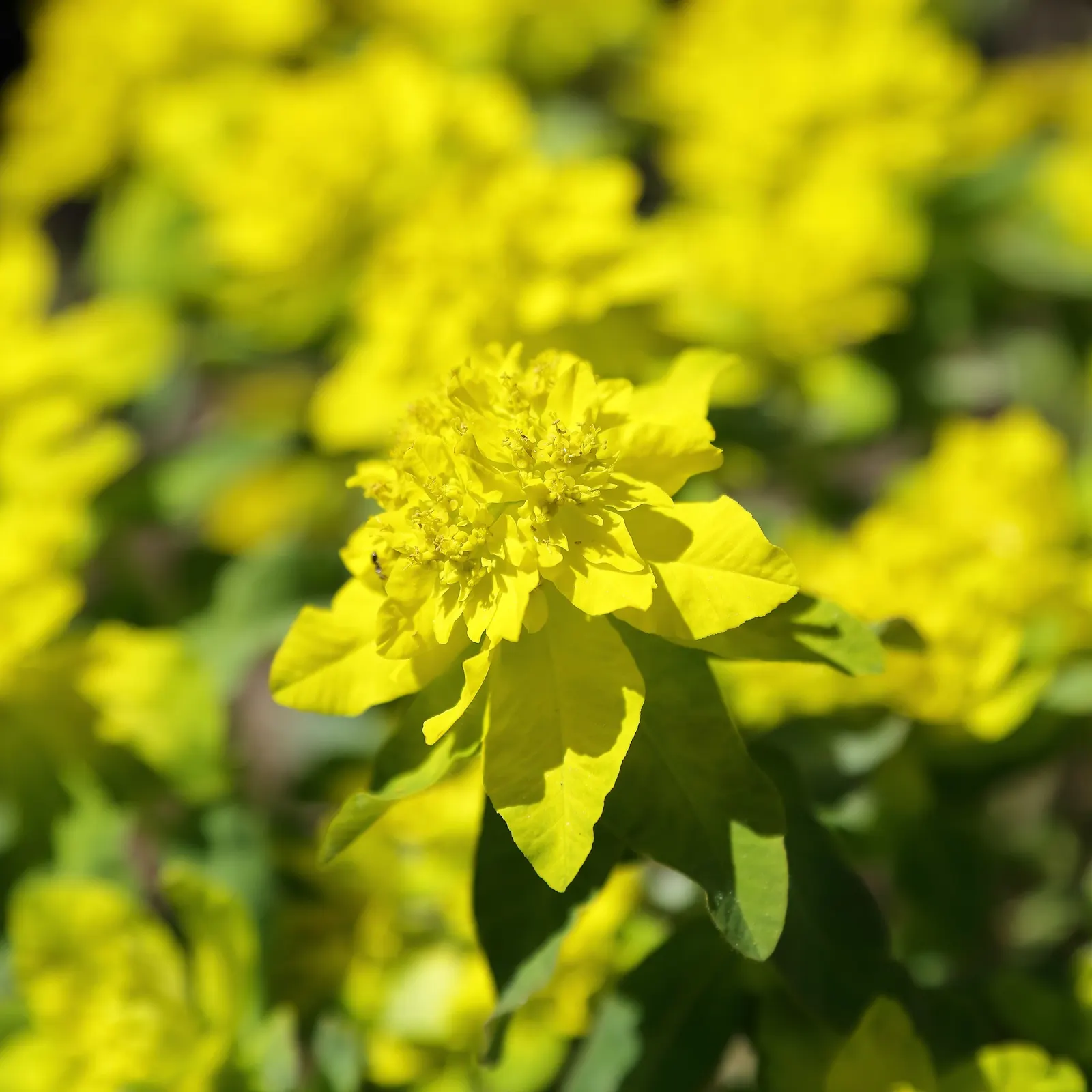 Cushion Spurge (Euphorbia Polychroma) — Caution: sap may irritate skin; thriving in full sun to part shade, it spans 12-18 inches high with an equal spread