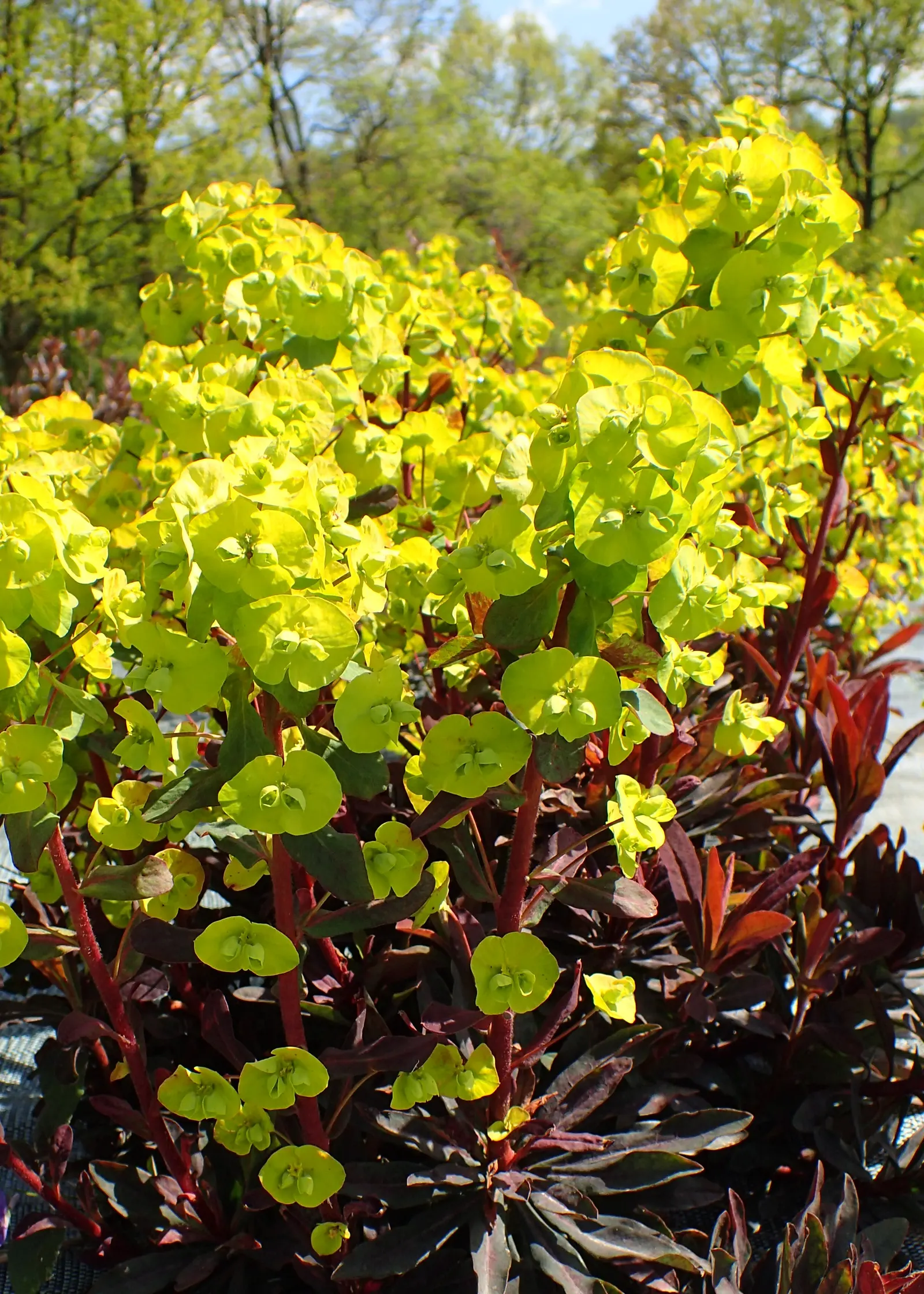 Cushion Spurge (Euphorbia Polychroma) — Ideal for borders or rock gardens, its foliage turns red in fall, providing year-round interest