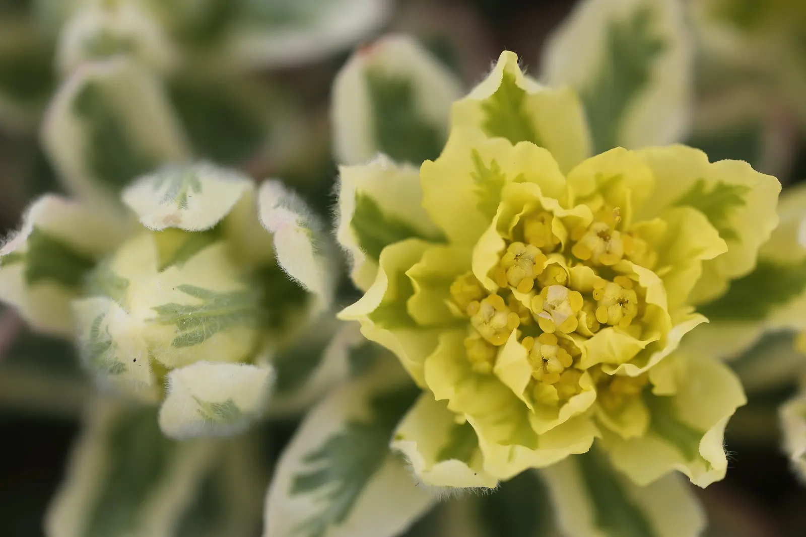 Cushion Spurge (Euphorbia Polychroma) — plant Cushion Spurge approximately 15 to 18 inches apart; the Cushion Spurge thrives in full sun to partial shade and