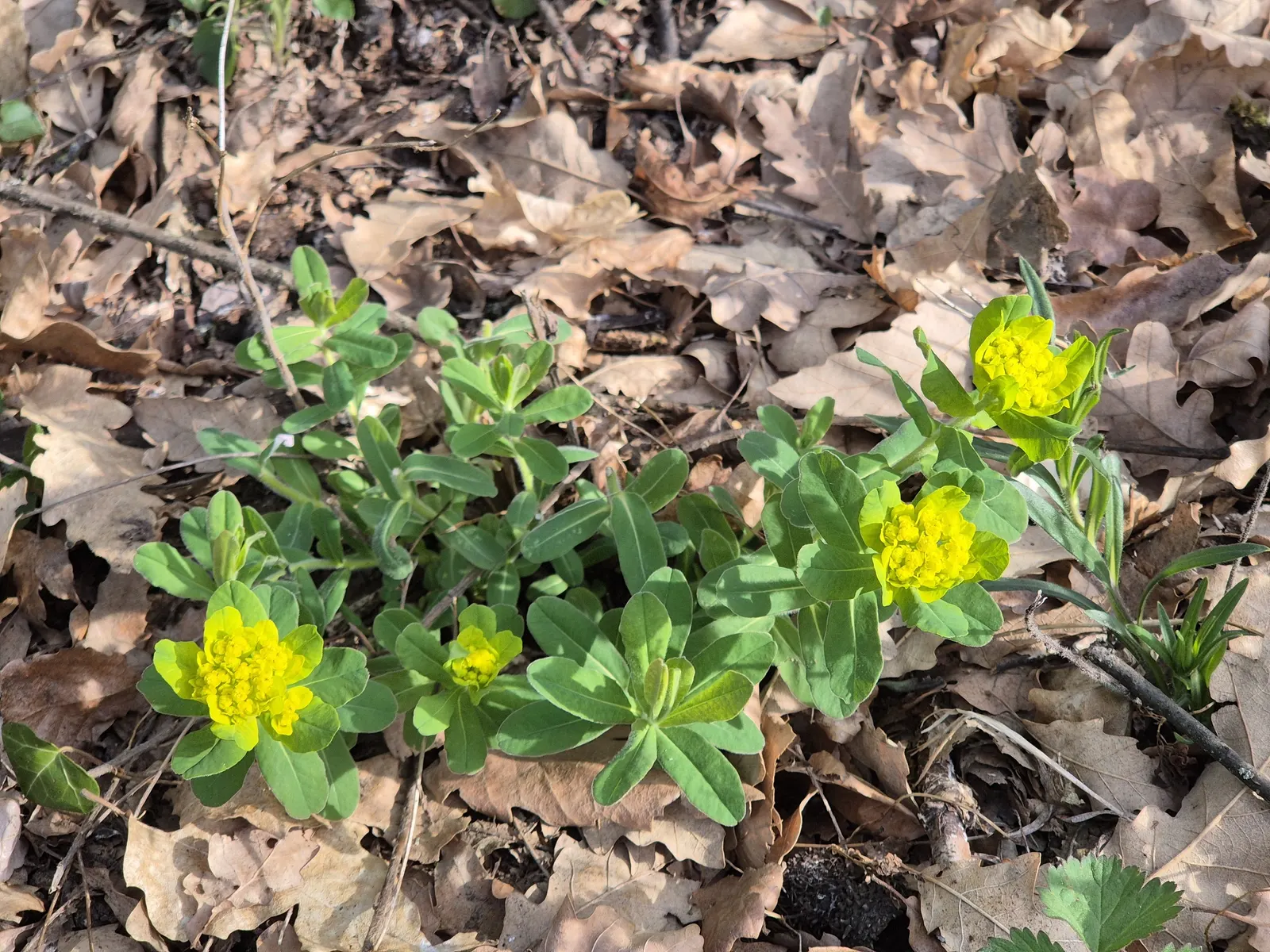 Cushion Spurge (Euphorbia Polychroma) — Thriving in full sun to part shade, it spans 12-18 inches high with an equal spread