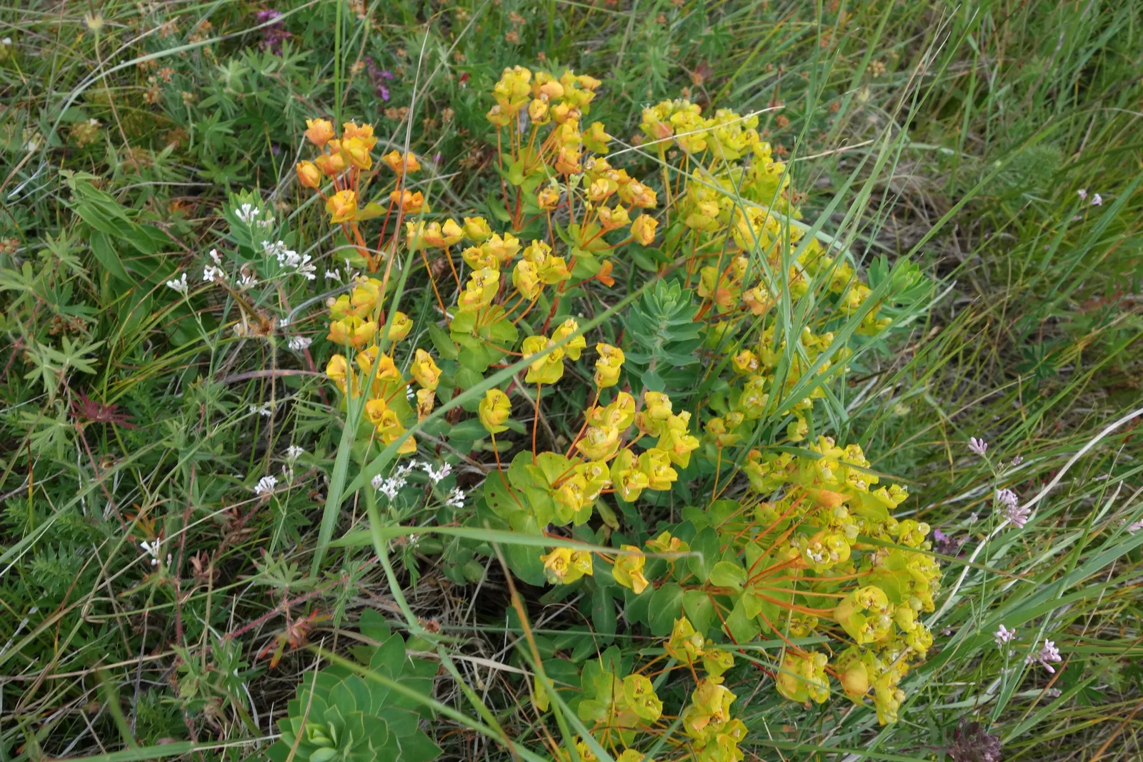 Cushion Spurge (Euphorbia Polychroma) — scientifically known as Euphorbia polychroma; offering an extended display of color, image 65