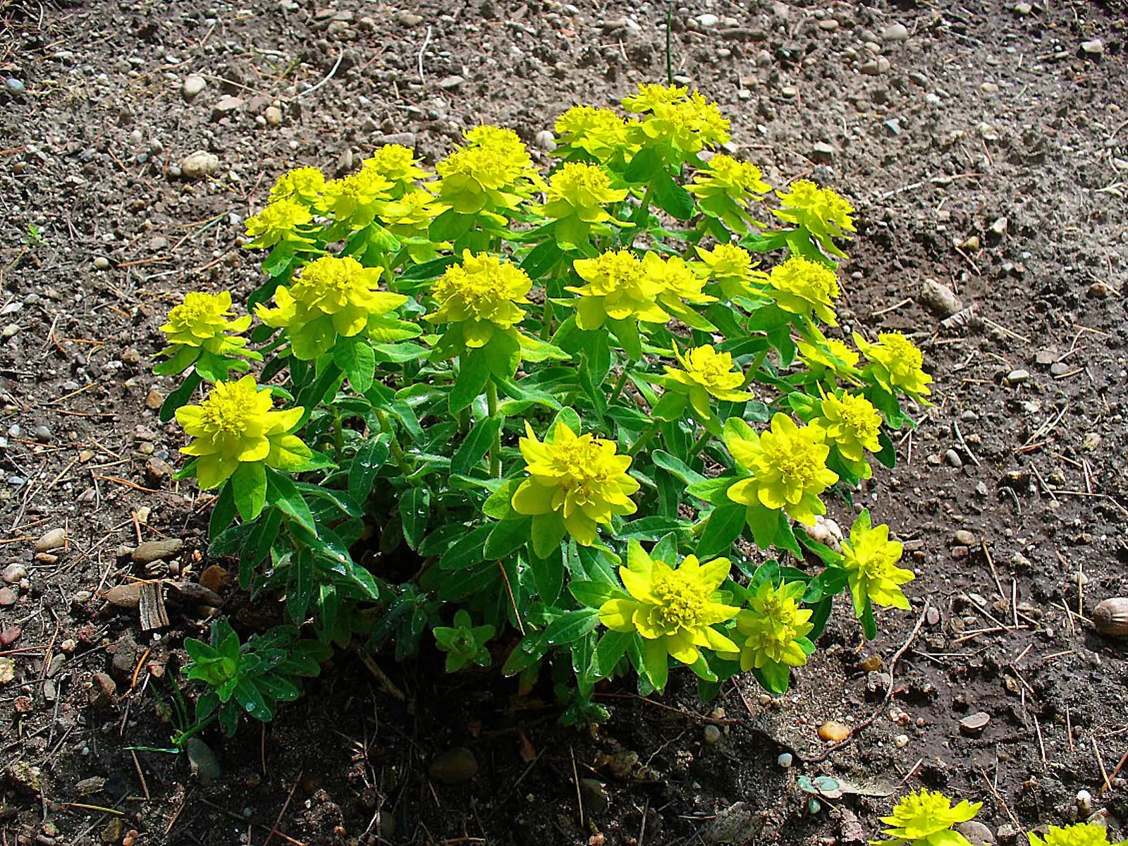 Cushion Spurge (Euphorbia Polychroma) — Ideal for borders or rock gardens, its foliage turns red in fall, providing year-round interest; allowing, image 120