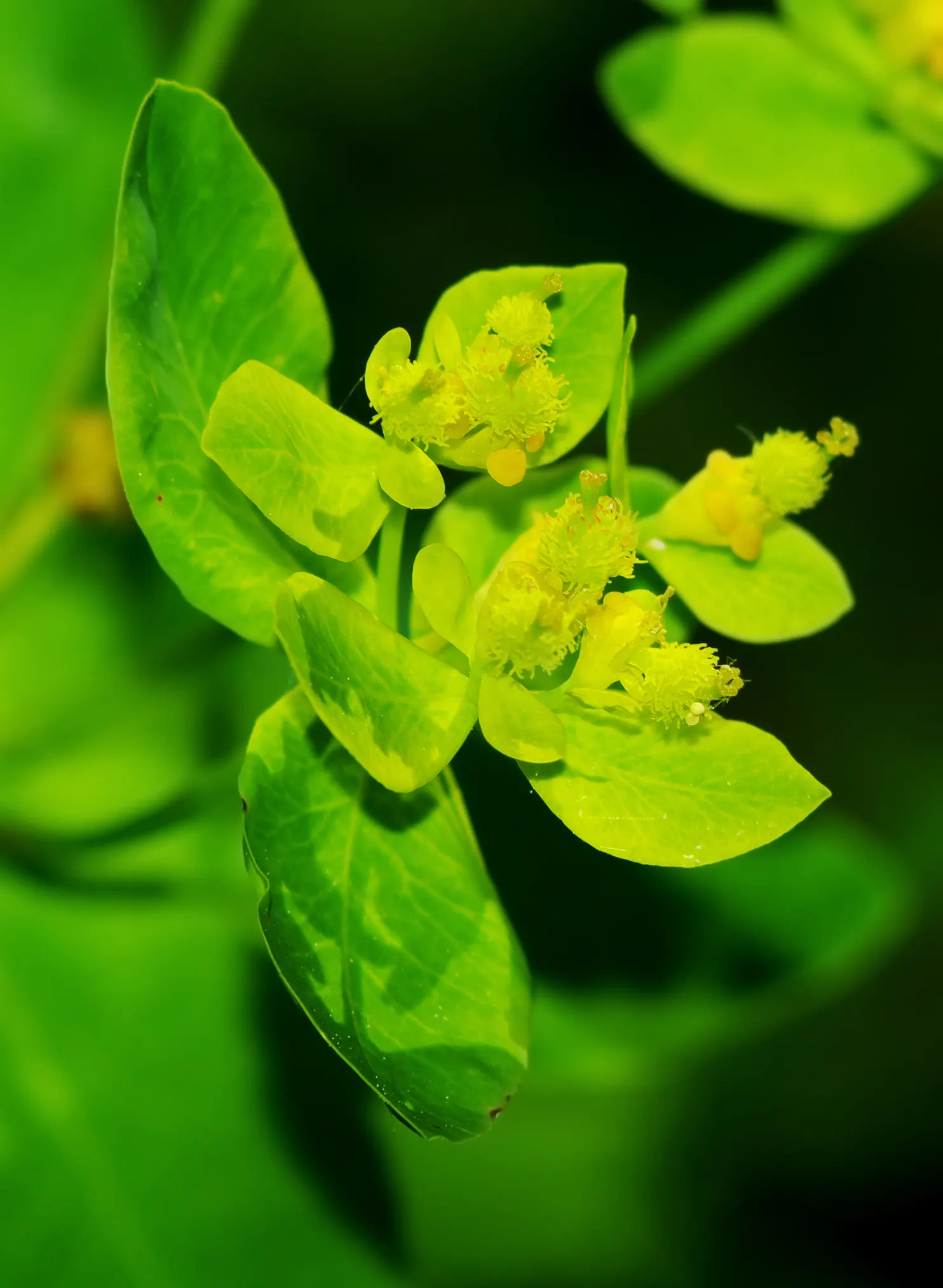 Cushion Spurge (Euphorbia Polychroma) — This resilient plant is known for its appealing; chartreuse-yellow bracts in spring, image 67
