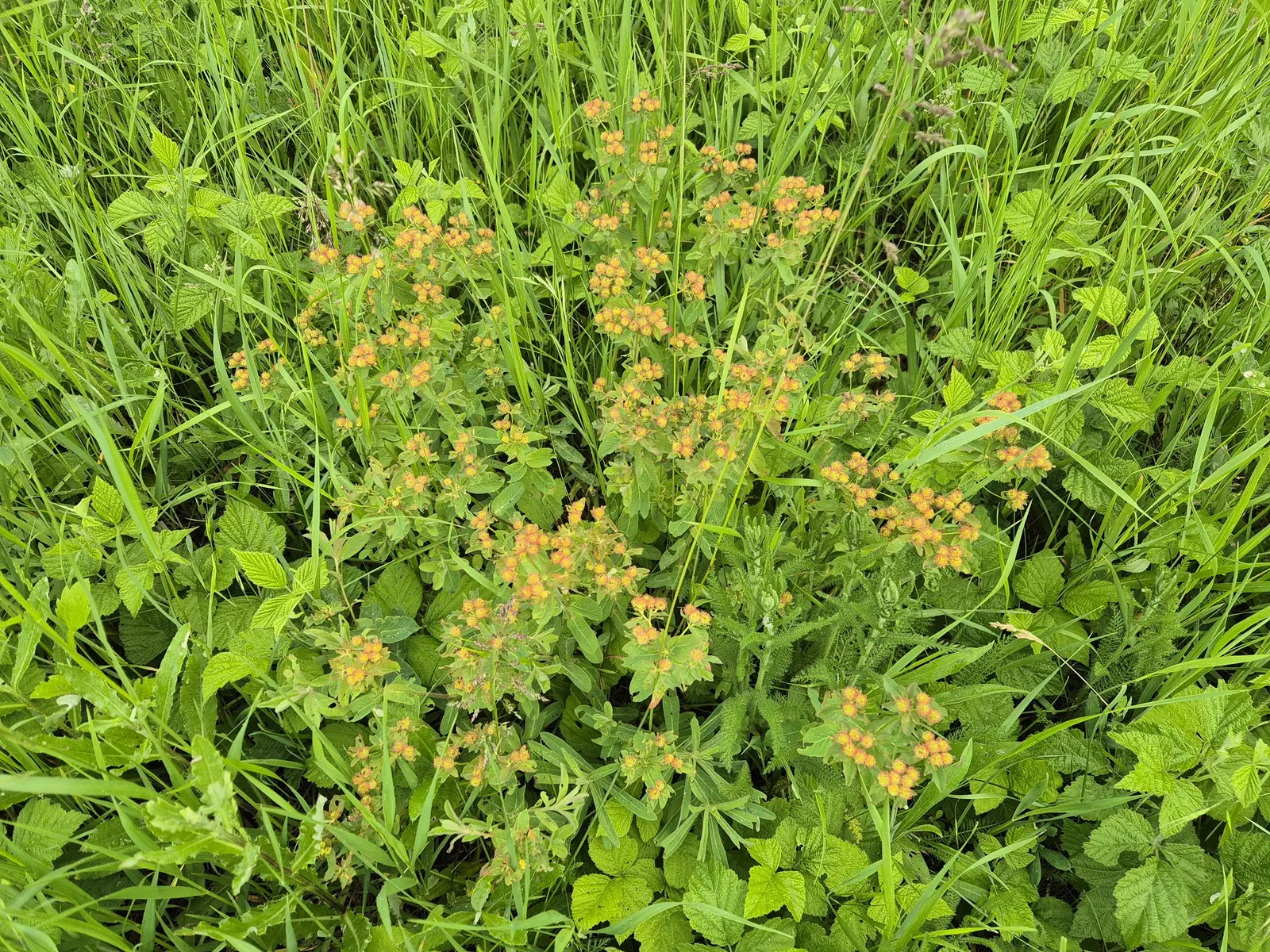 Cushion Spurge (Euphorbia Polychroma) — chartreuse-yellow bracts in spring; forming a perfect backdrop for its showy, image 89
