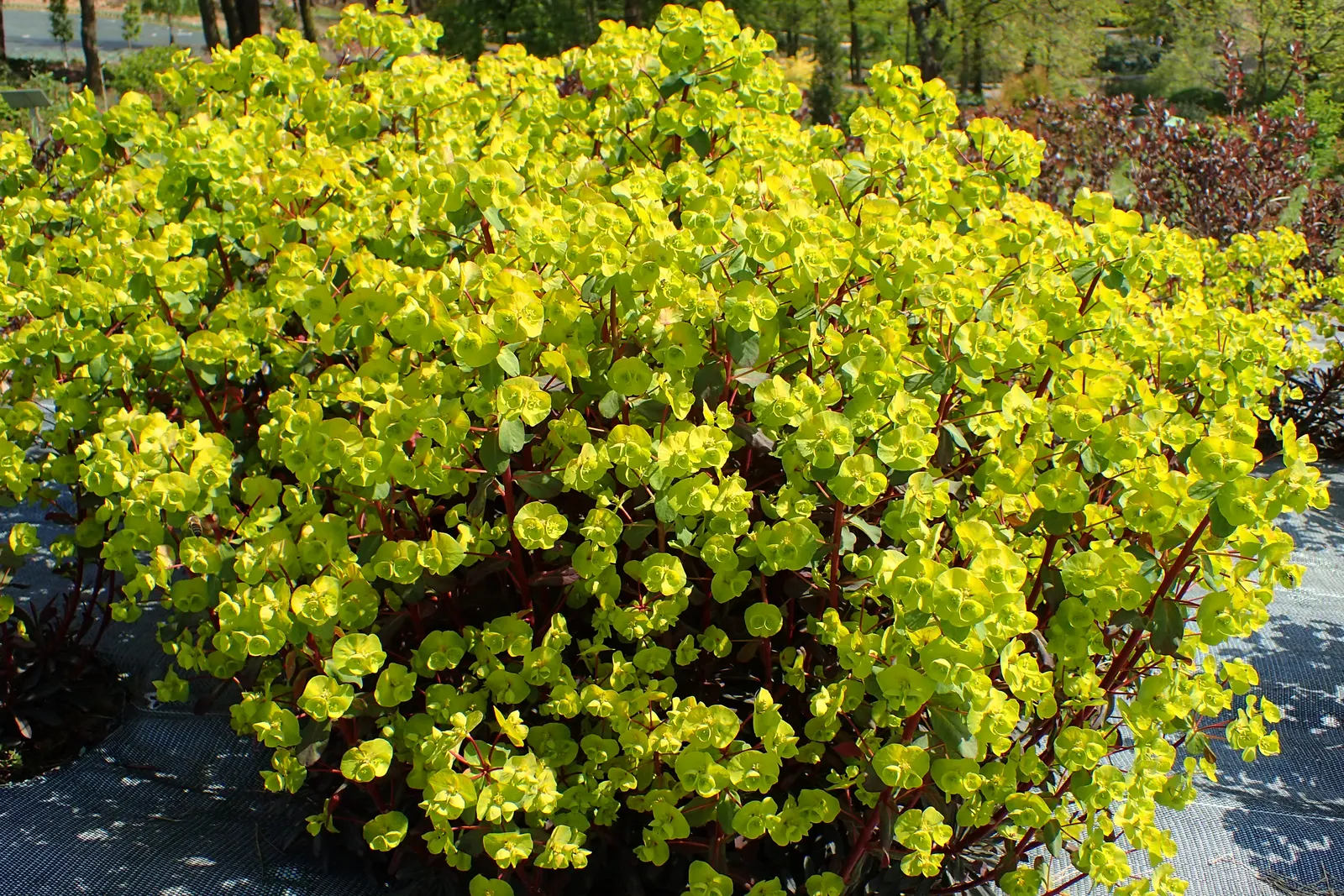 Cushion Spurge (Euphorbia Polychroma) — USDA zones 4-8, with excellent drought tolerance once established; creating a cushion appearance, image 93