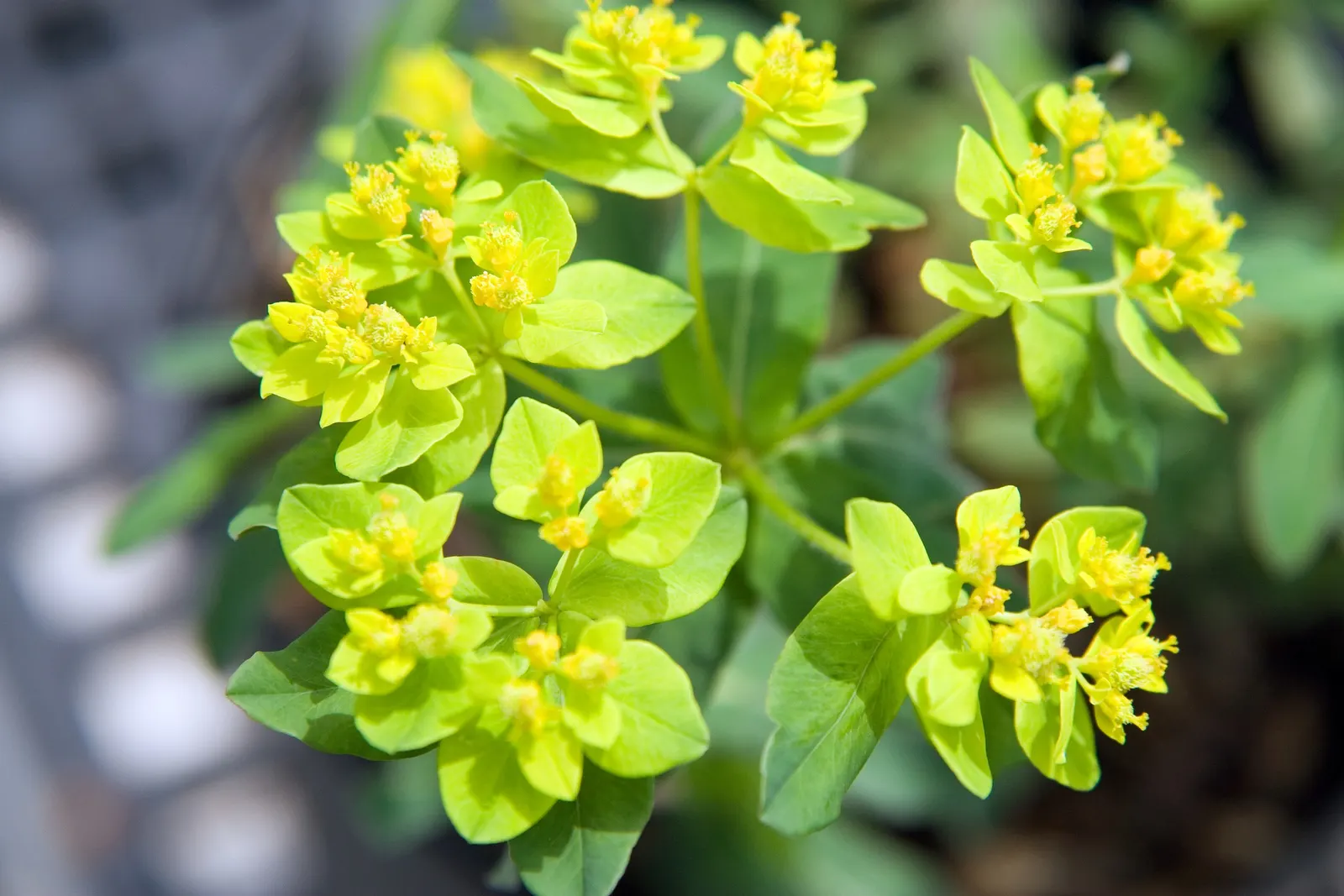 Cushion Spurge (Euphorbia Polychroma) — scientifically known as Euphorbia polychroma; offering an extended display of color, image 94