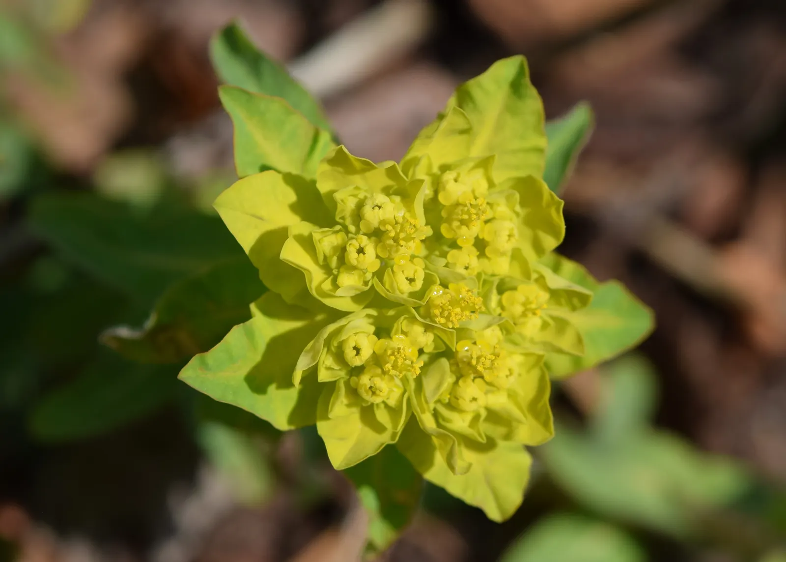Cushion Spurge (Euphorbia Polychroma) — With its vibrant seasonal hues and ease of care; caution: sap may irritate skin, image 84