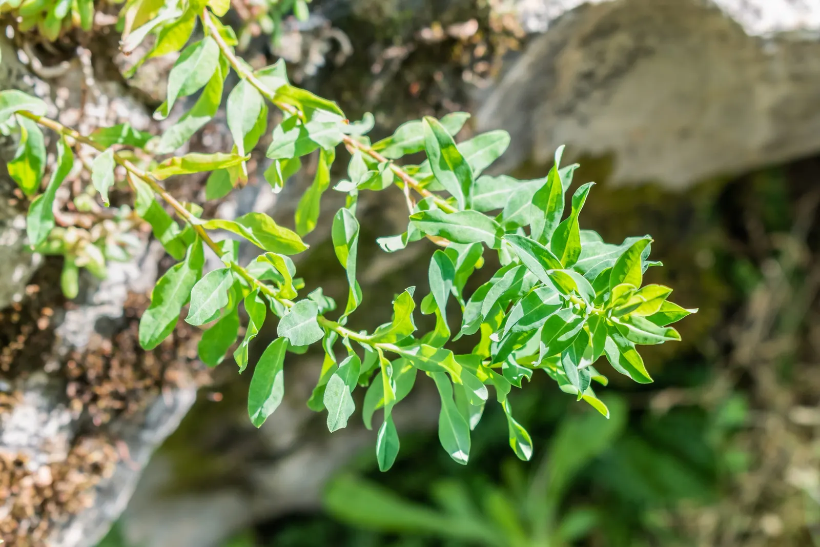 Cushion Spurge (Euphorbia Polychroma) — With its vibrant seasonal hues and ease of care; caution: sap may irritate skin, image 113