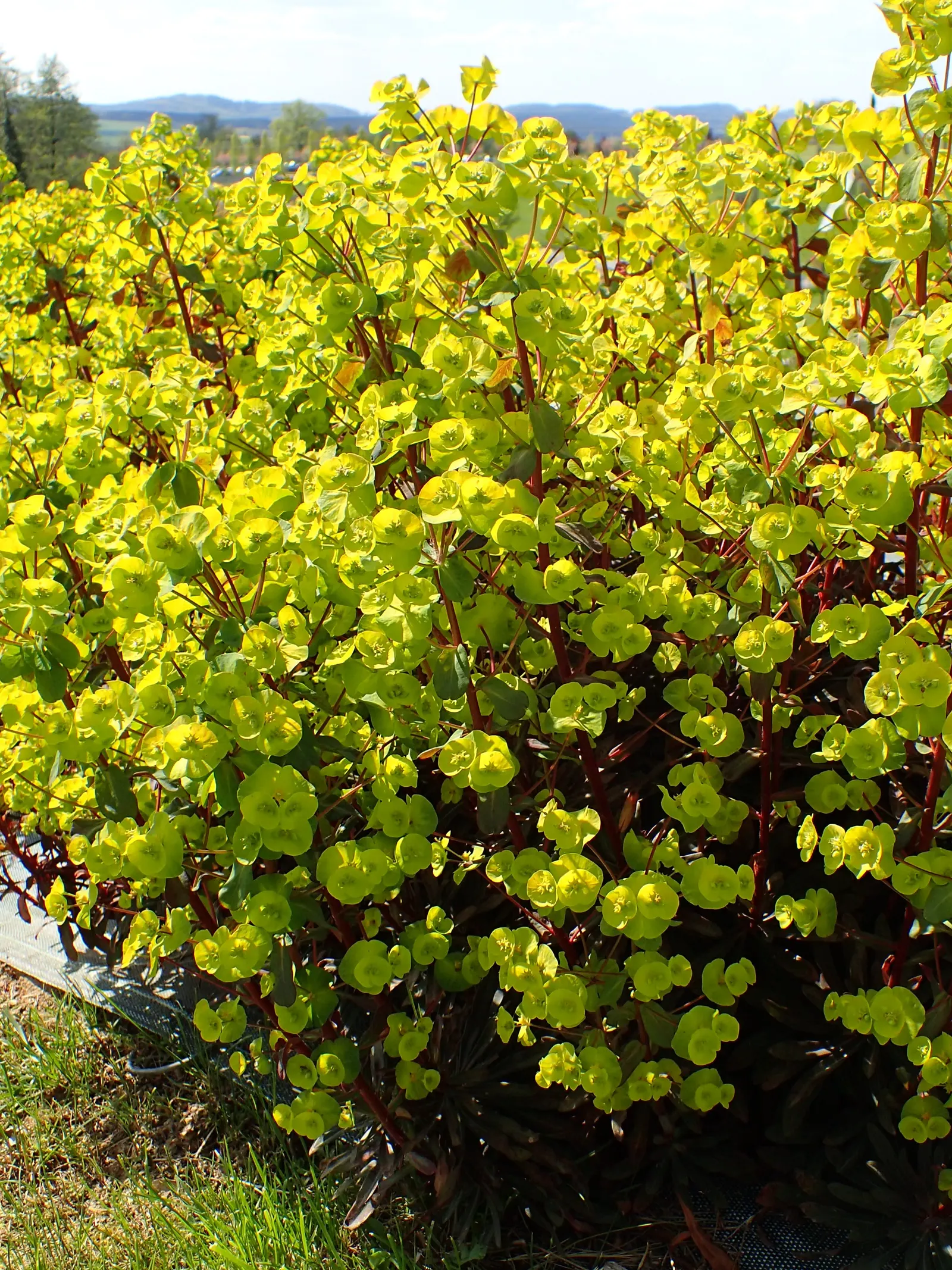 Cushion Spurge (Euphorbia Polychroma) — USDA zones 4-8, with excellent drought tolerance once established; creating a cushion appearance
