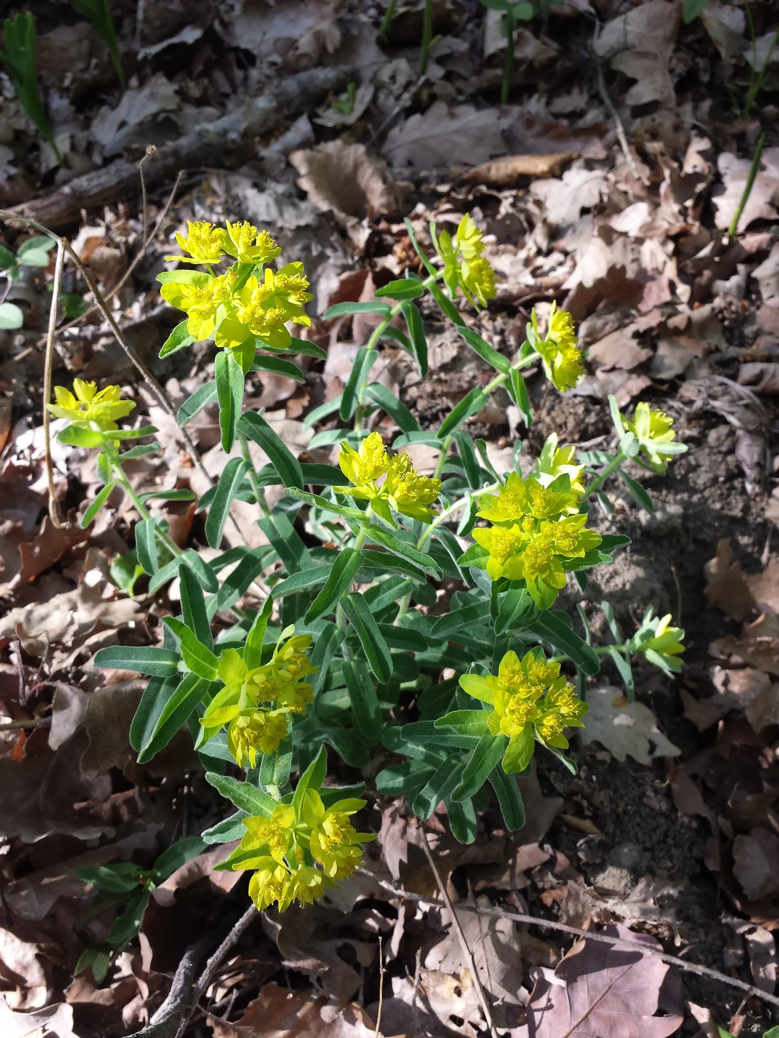 Cushion Spurge (Euphorbia Polychroma) — With its vibrant seasonal hues and ease of care