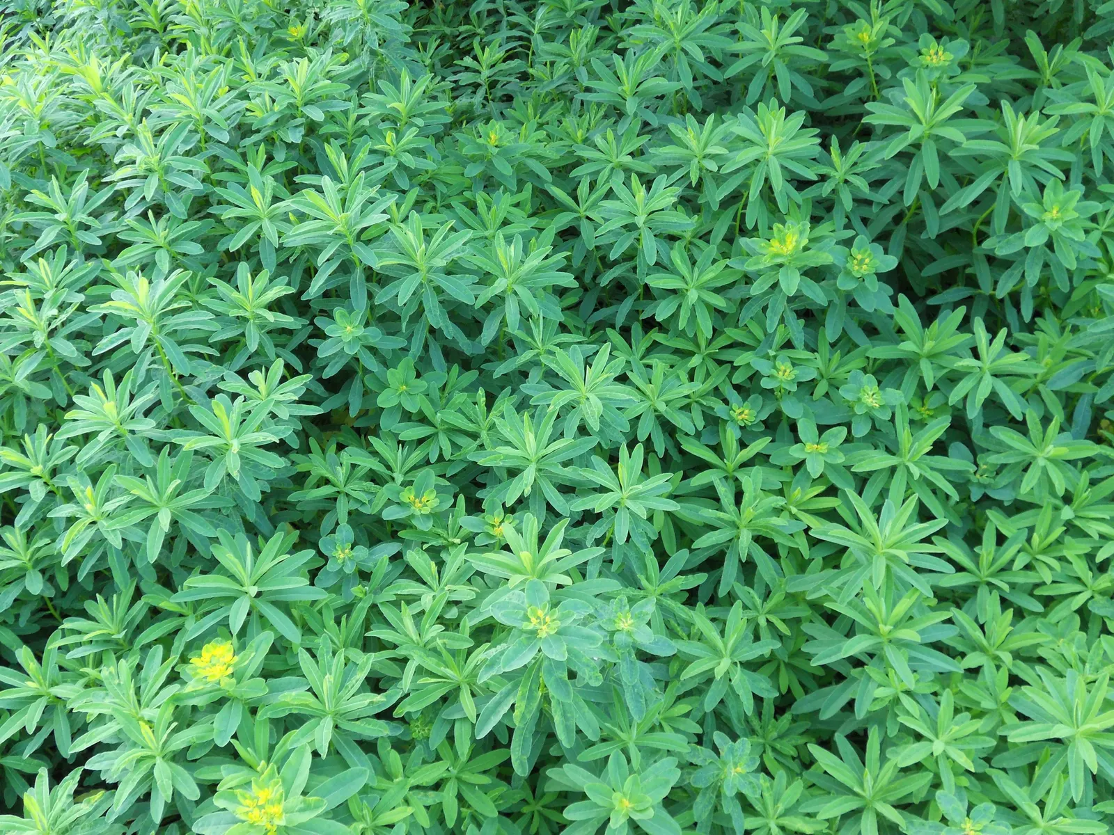 Cushion Spurge (Euphorbia Polychroma) — adding yet another layer of interest in the fall.<br><br>Hardy in USDA zones 4 through 8; usually around April or May