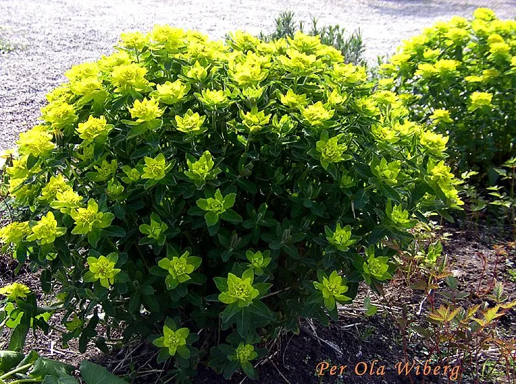 Cushion Spurge (Euphorbia Polychroma) — forming a perfect backdrop for its showy; can retain their brightness for several weeks, image 98
