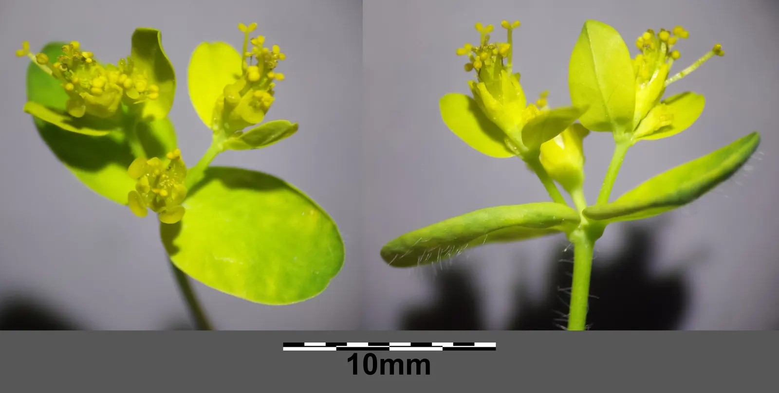 Cushion Spurge (Euphorbia Polychroma) — It is also drought-tolerant once established; perennial with yellow blooms, image 79