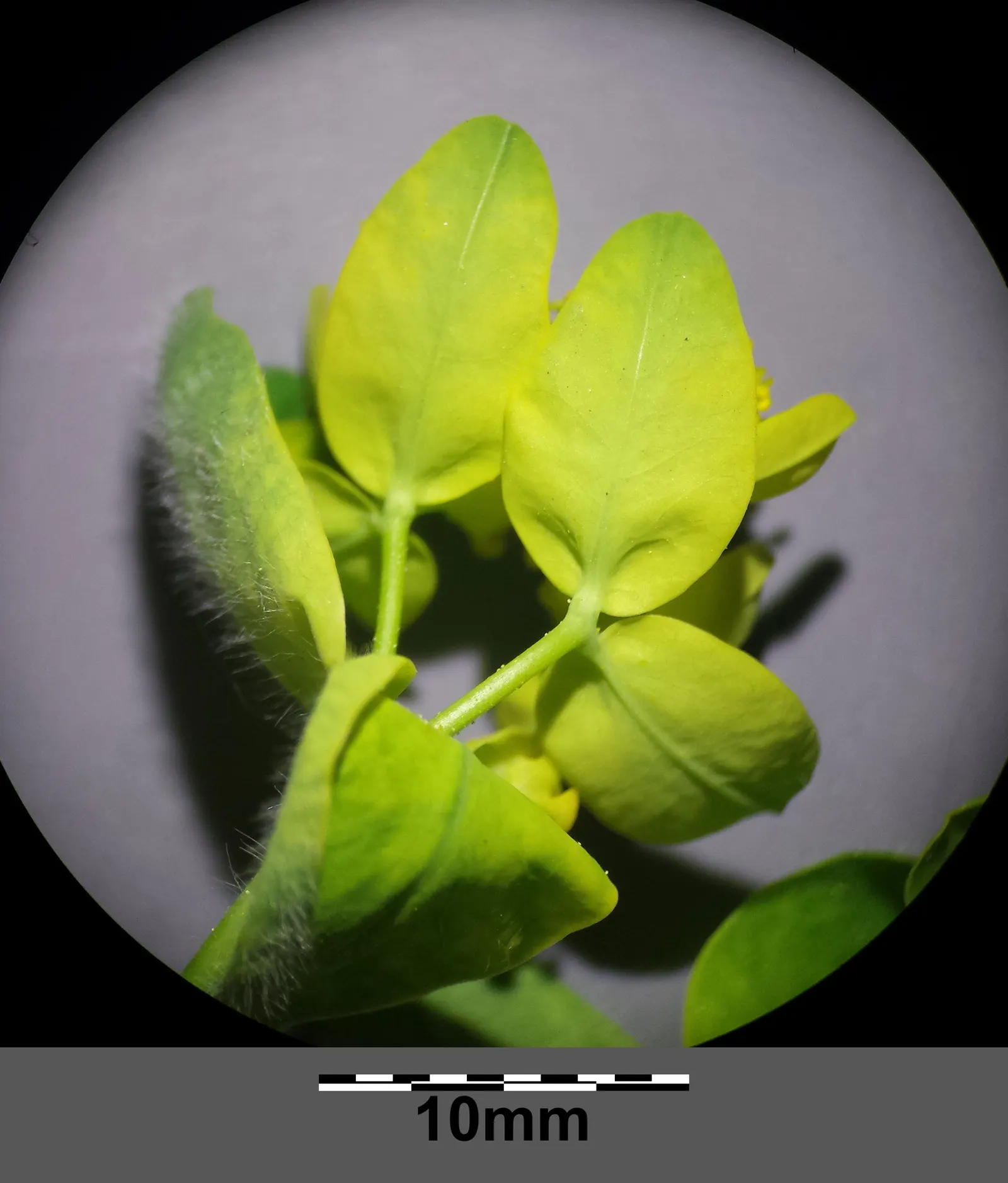 Cushion Spurge (Euphorbia Polychroma) — the Cushion Spurge thrives in full sun to partial shade and prefers well-drained soil; it is also, image 107