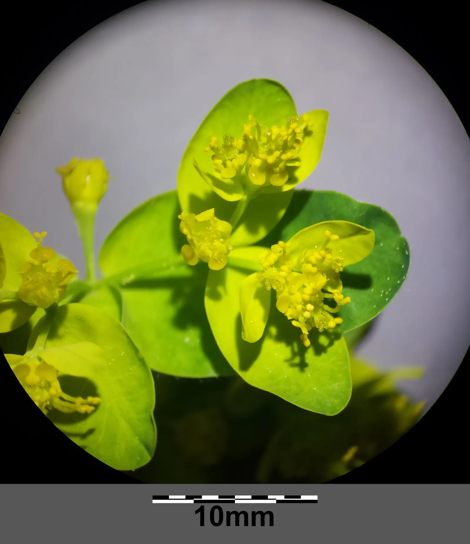 Cushion Spurge (Euphorbia Polychroma) — perennial for full or half; with its vibrant seasonal hues and ease of care, image 87