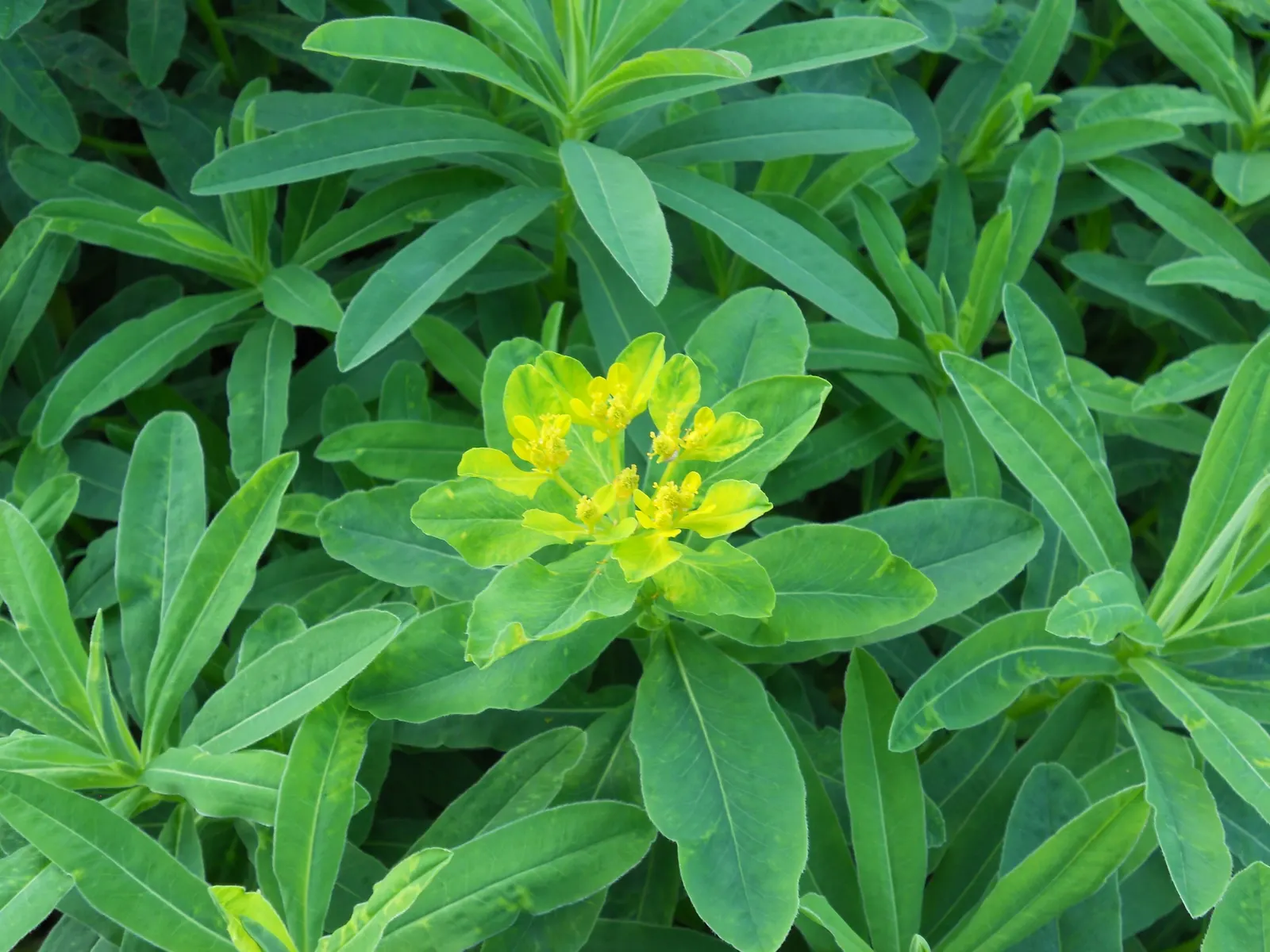 Cushion Spurge (Euphorbia Polychroma) — yellow flowers in the garden; bract-surrounded yellow flowers