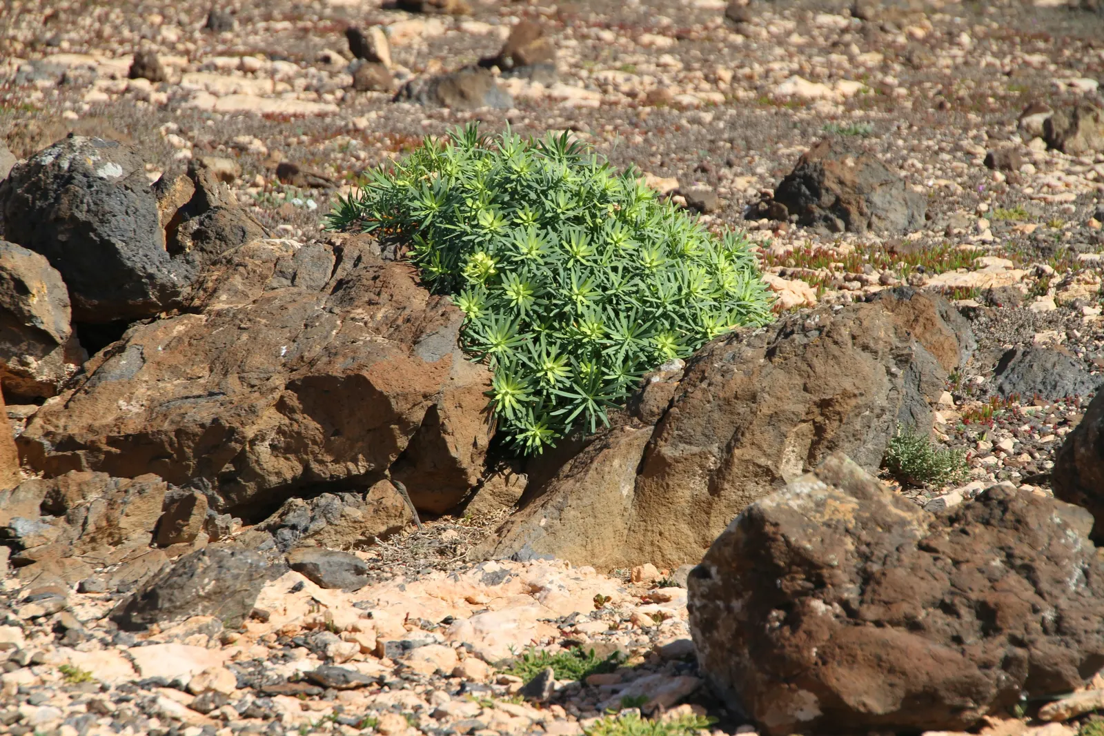 Cushion Spurge (Euphorbia Polychroma) — the Cushion Spurge thrives in full sun to partial shade and prefers well-drained soil; it is also drought-tolerant once