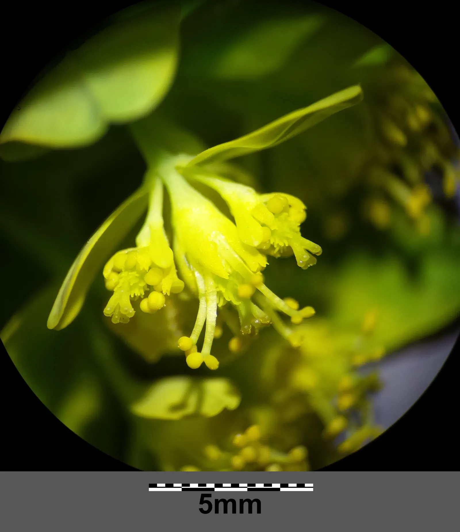 Cushion Spurge (Euphorbia Polychroma) — often mistaken for petals