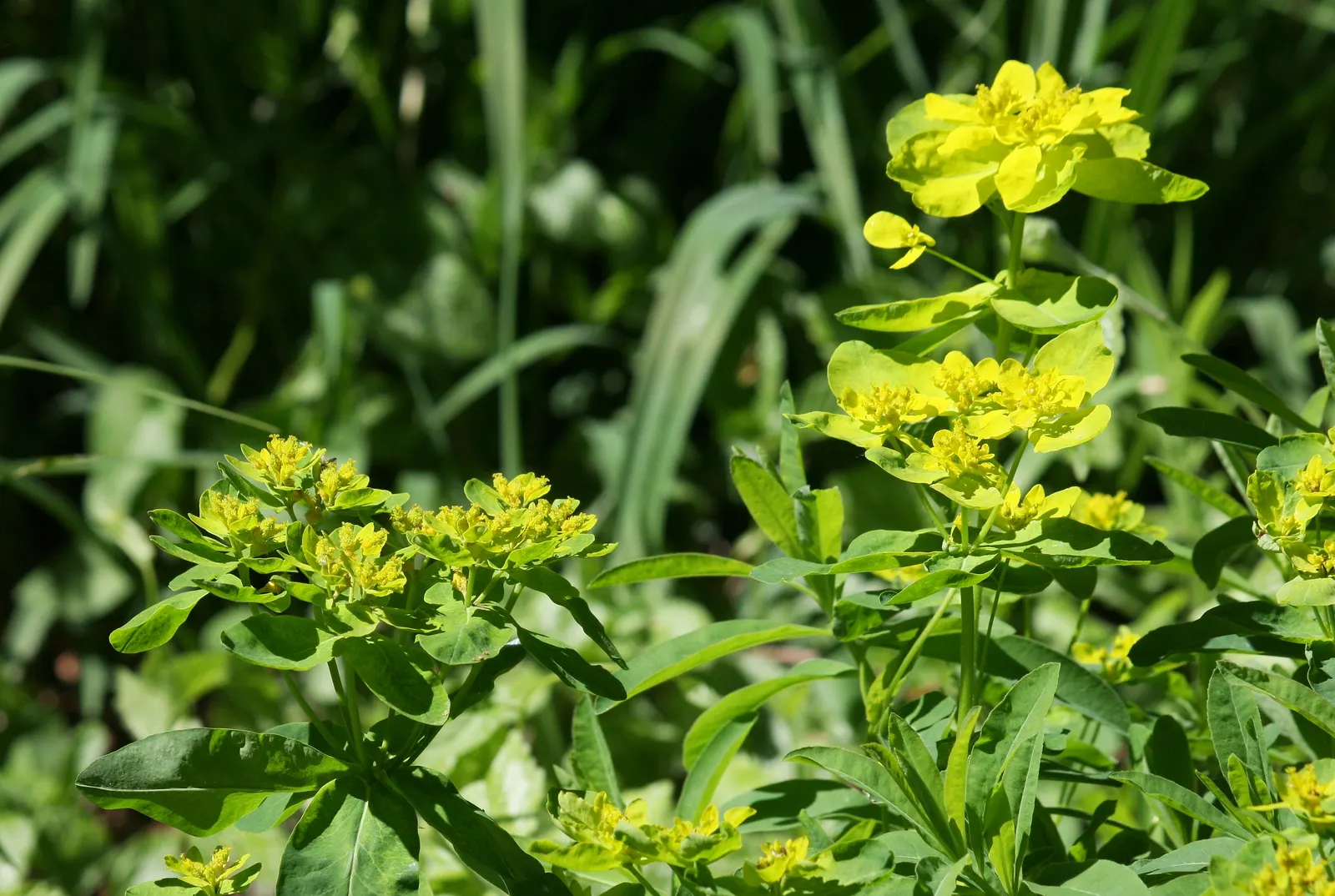 Cushion Spurge (Euphorbia Polychroma) — Thriving in full sun to part shade, it spans 12-18 inches high with an equal spread; the leaves can take on reddish or