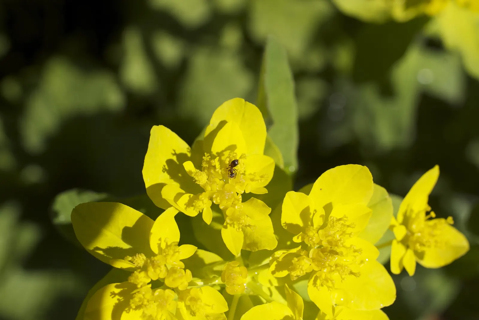 Cushion Spurge (Euphorbia Polychroma) — plant Cushion Spurge approximately 15 to 18 inches apart; the Cushion Spurge thrives in full sun to partial, image 82