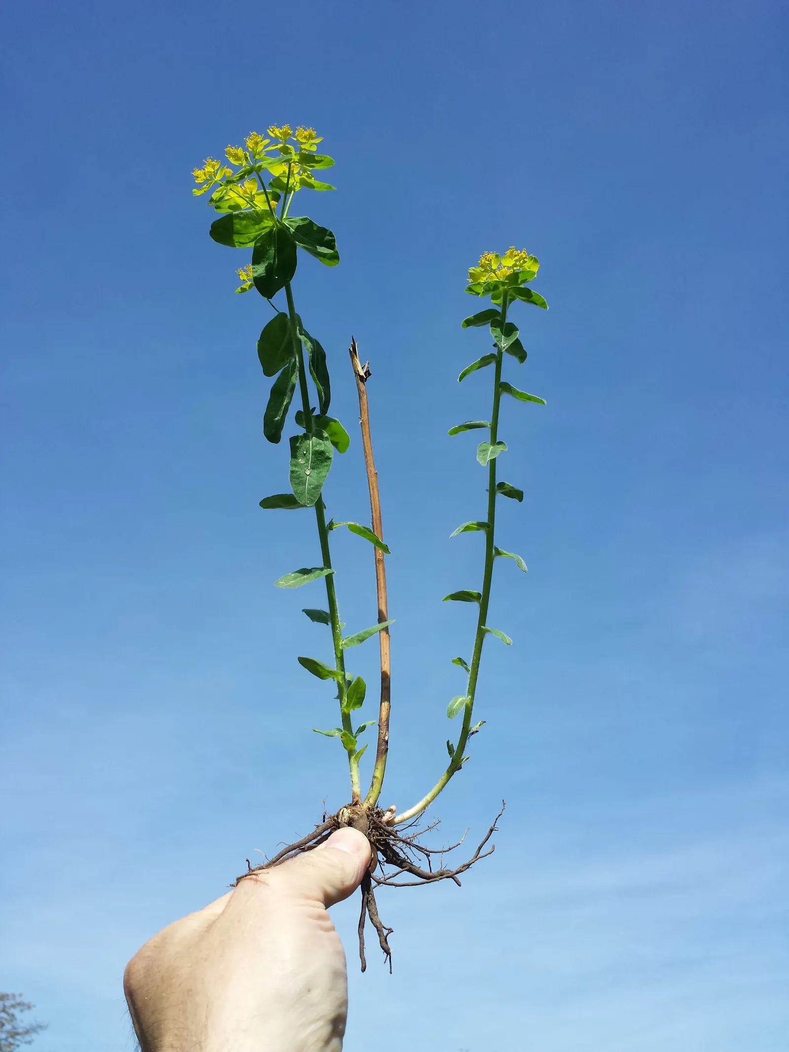 Cushion Spurge (Euphorbia Polychroma) — Thriving in full sun to part shade, it spans 12-18 inches high with an equal spread; the leaves can take on, image 119