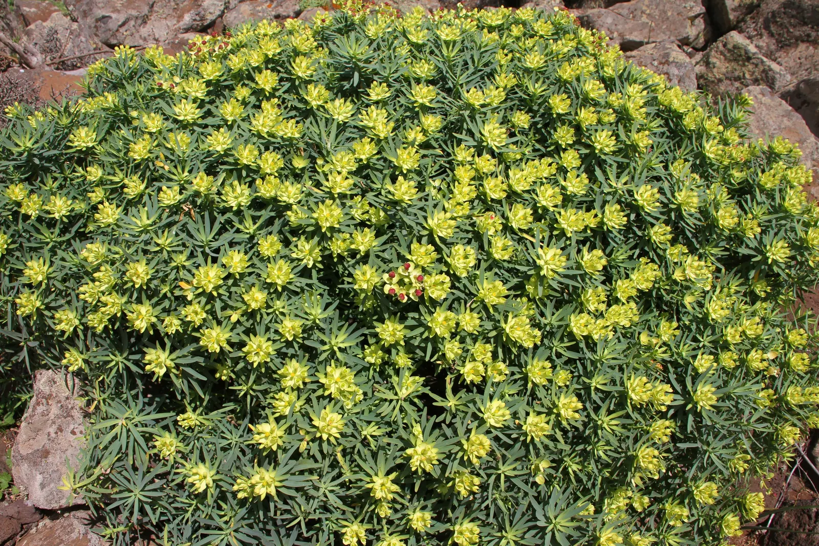 Cushion Spurge (Euphorbia Polychroma) — forming a perfect backdrop for its showy; can retain their brightness for several weeks
