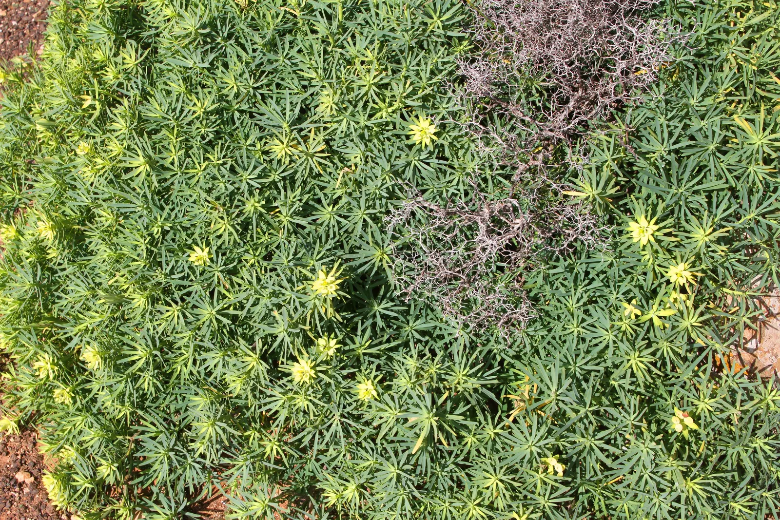 Cushion Spurge (Euphorbia Polychroma) — Thriving in full sun to part shade, it spans 12-18 inches high with an equal spread; the leaves can take on, image 61