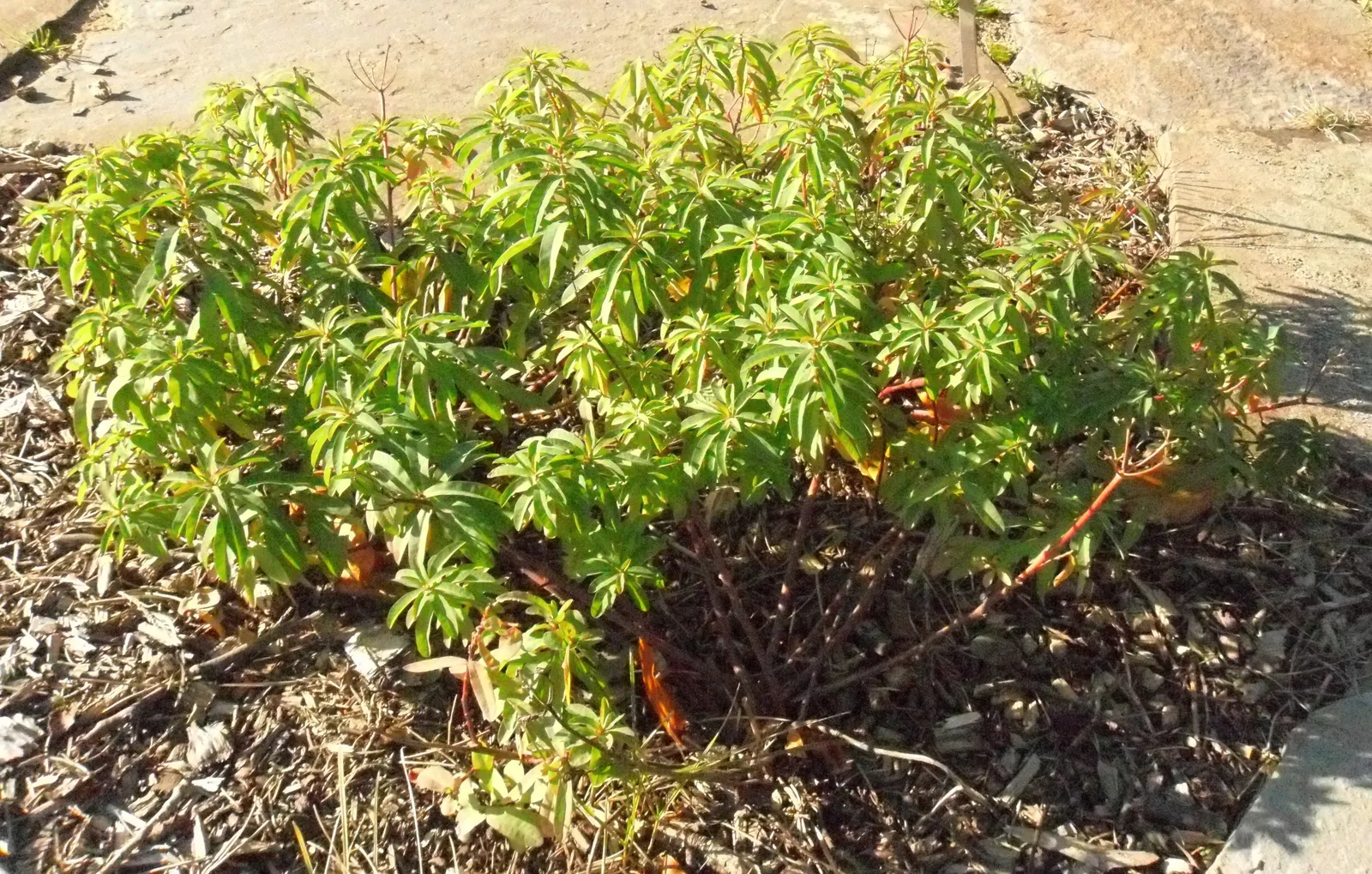 Cushion Spurge (Euphorbia Polychroma) — often mistaken for petals, image 44