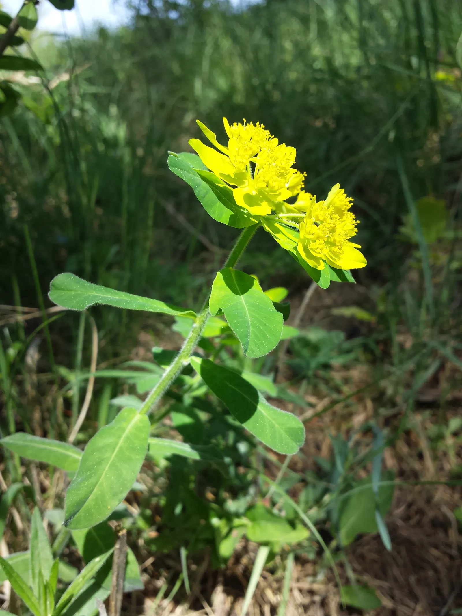 Cushion Spurge (Euphorbia Polychroma) — Cushion Spurge (Euphorbia polychroma) \nThis hardy; ideal for borders or rock gardens, its foliage turns, image 117