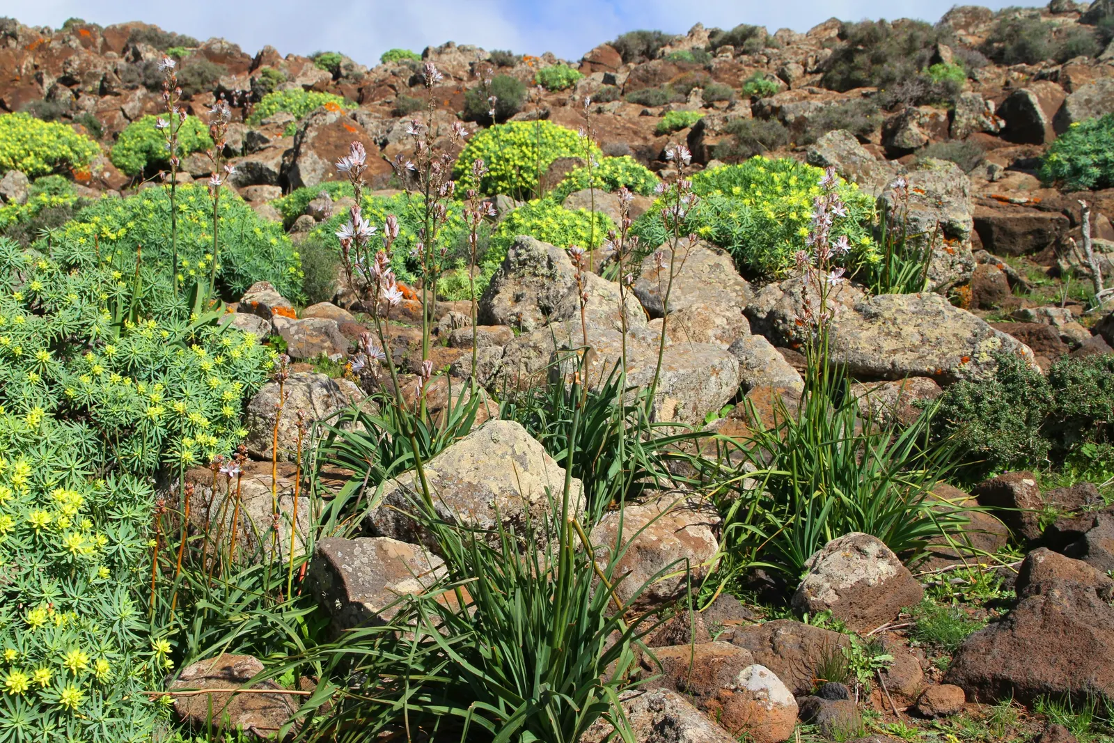 Cushion Spurge (Euphorbia Polychroma) — allowing for each plant's full growth potential
