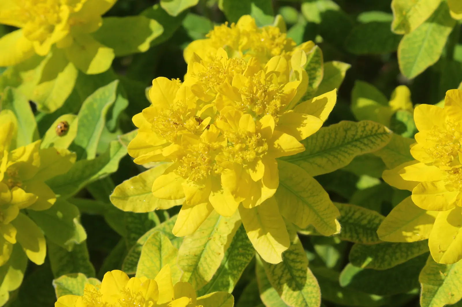 Cushion Spurge (Euphorbia Polychroma) — Caution: sap may irritate skin