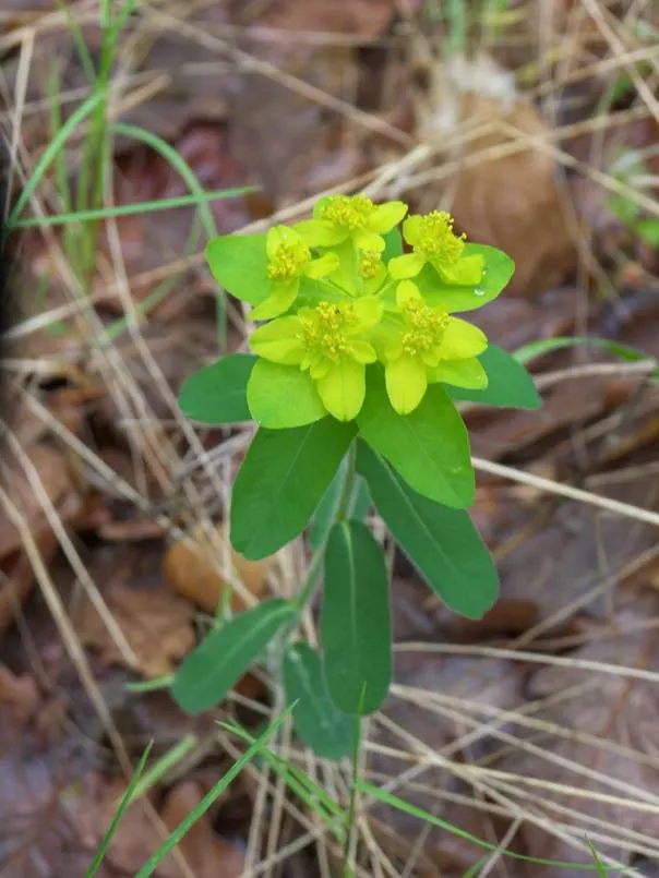 Cushion Spurge (Euphorbia Polychroma) — chartreuse-yellow bracts in spring; forming a perfect backdrop for its showy