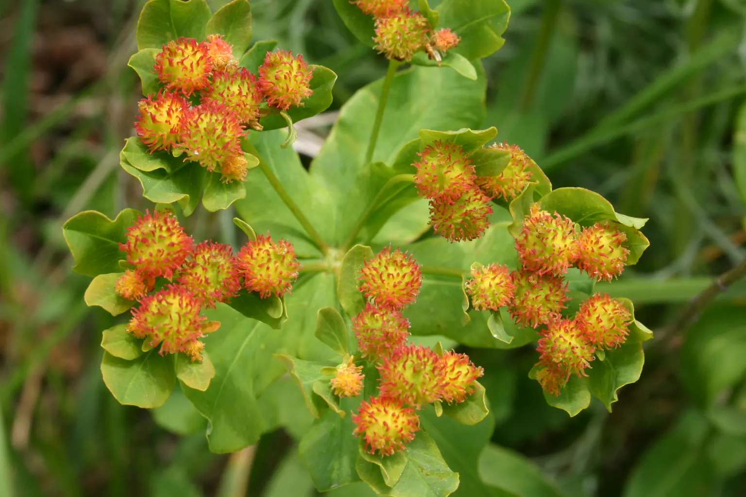 Cushion Spurge (Euphorbia Polychroma) — allowing for each plant's full growth potential; yellow flowers in the garden, image 83
