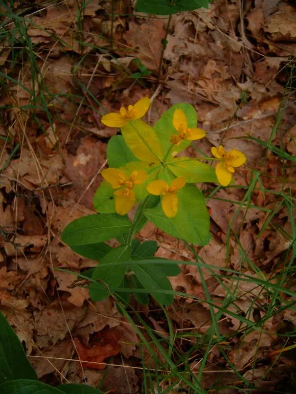 Cushion Spurge (Euphorbia Polychroma) — scientifically known as Euphorbia polychroma; offering an extended display of color, image 123