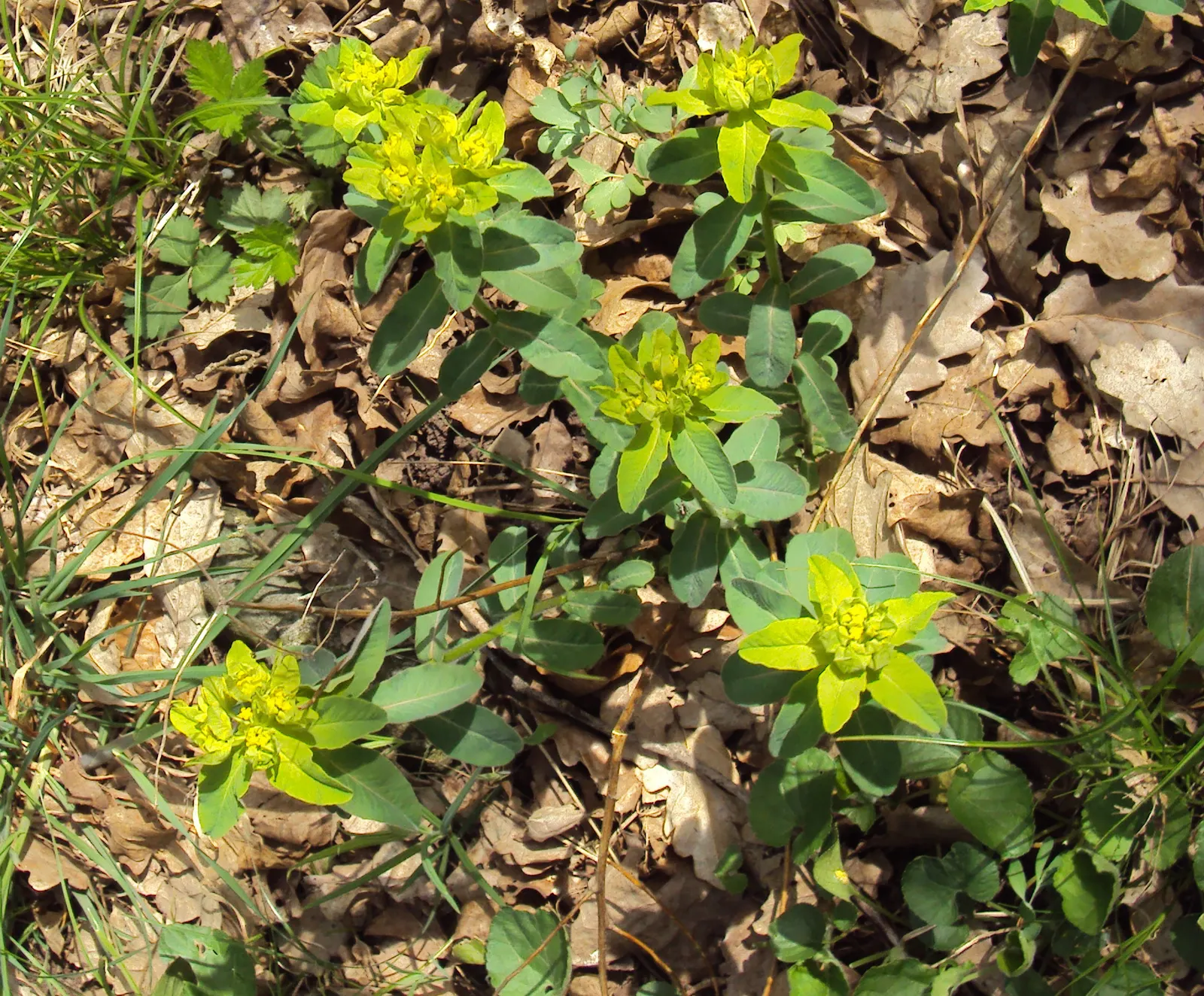 Cushion Spurge (Euphorbia Polychroma) — as the milky sap it exudes when cut or broken can be an irritant to the skin; uSDA zones 4-8, with, image 80
