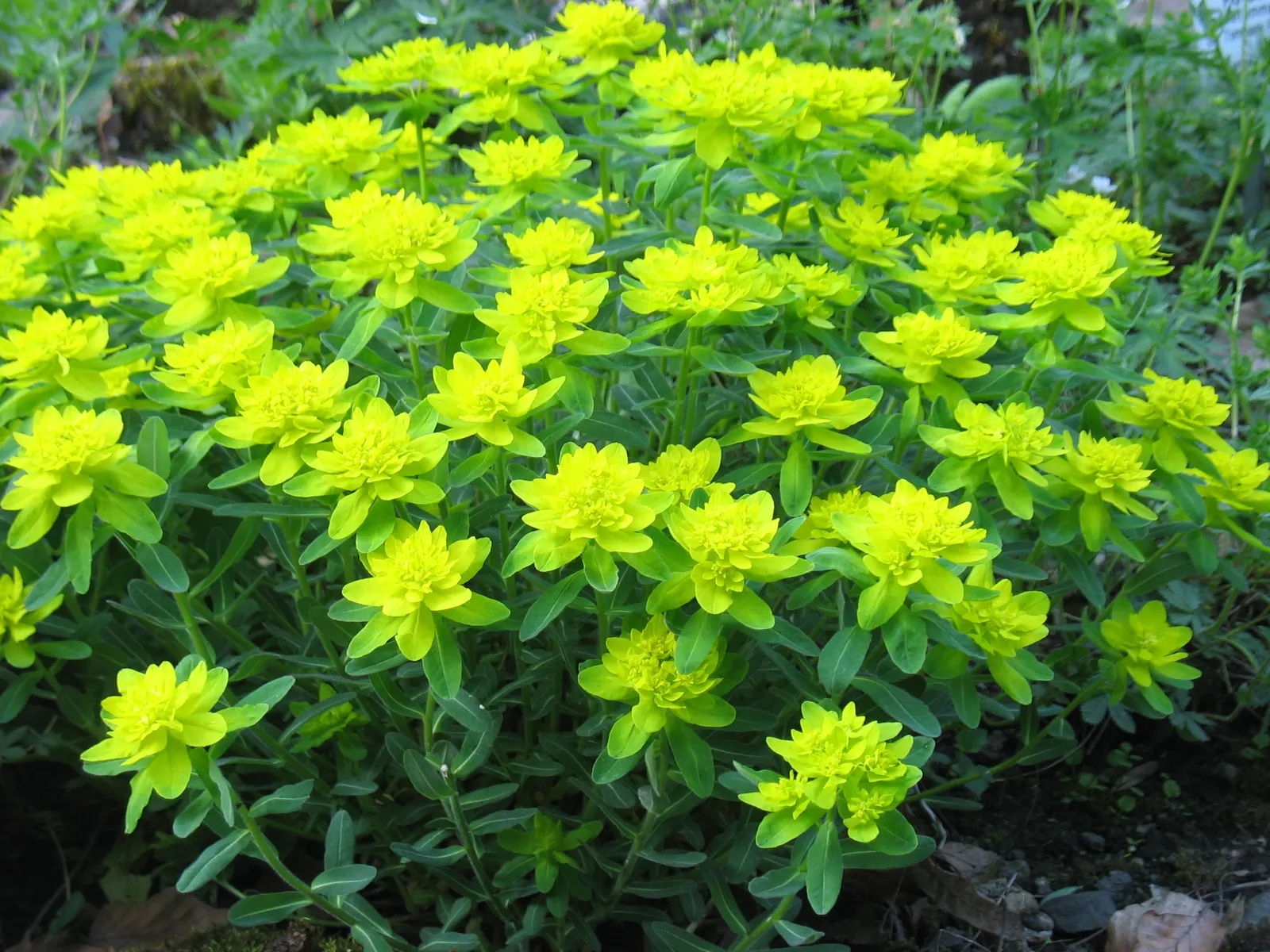 Cushion Spurge (Euphorbia Polychroma) — usually around April or May; is an eye-catching perennial that can provide a lively burst of color to any, image 72
