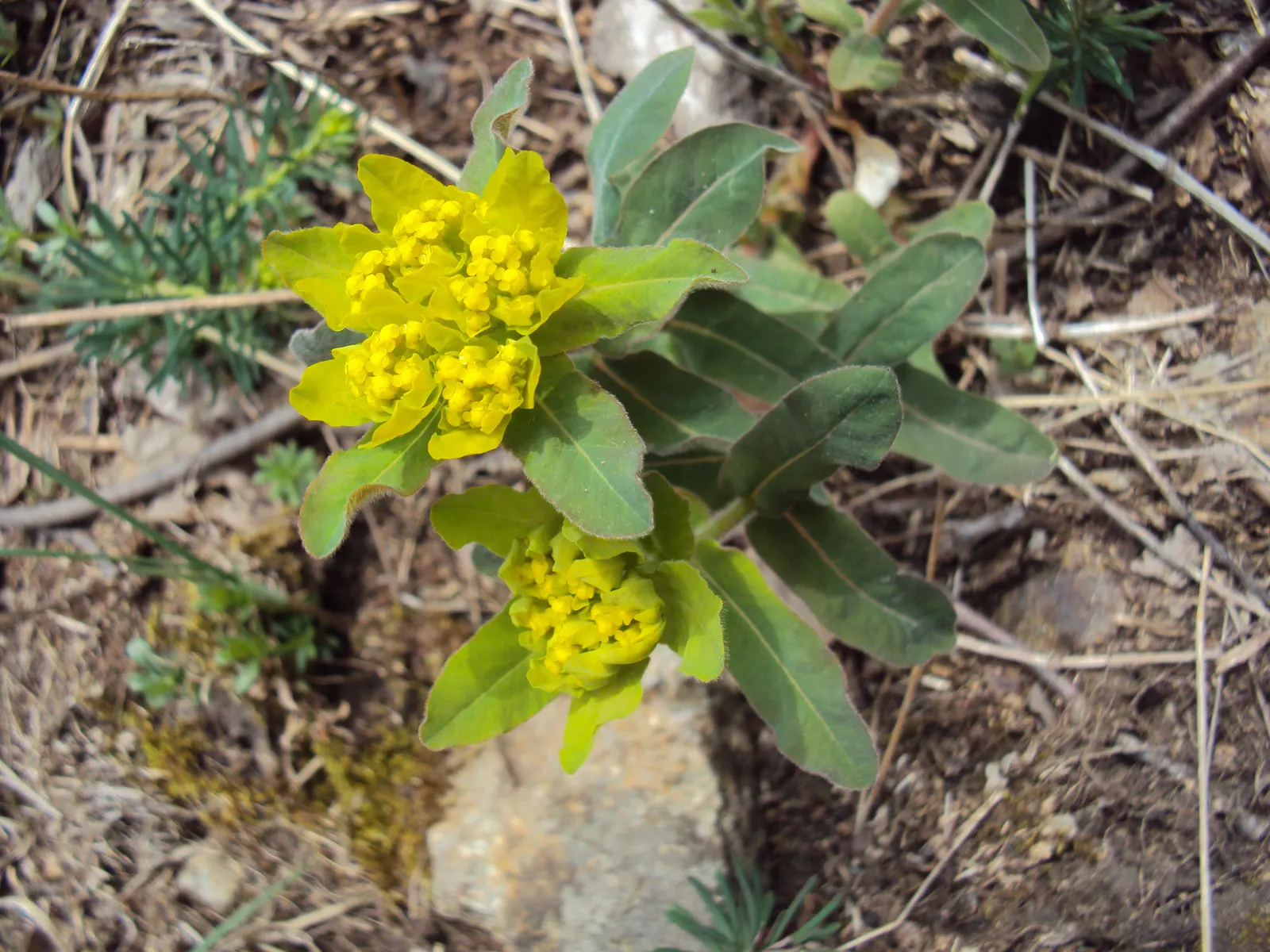 Cushion Spurge (Euphorbia Polychroma) — chartreuse-yellow bracts in spring; forming a perfect backdrop for its showy, image 118