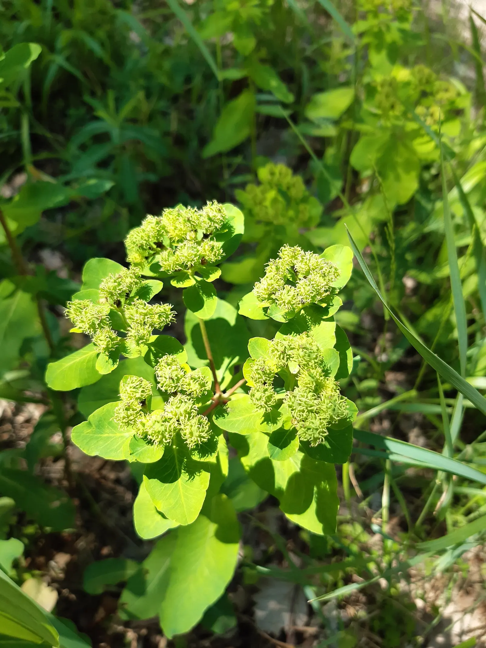 Cushion Spurge (Euphorbia Polychroma) — as the milky sap it exudes when cut or broken can be an irritant to the skin; uSDA zones 4-8, with, image 109